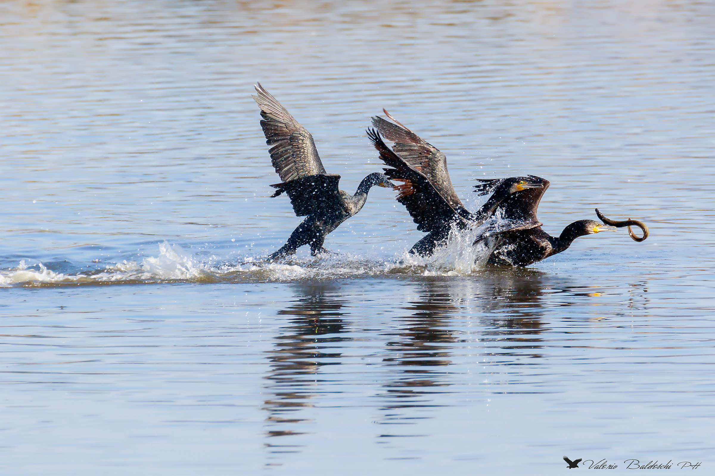 fra i 3 litiganti..non gode nessuno