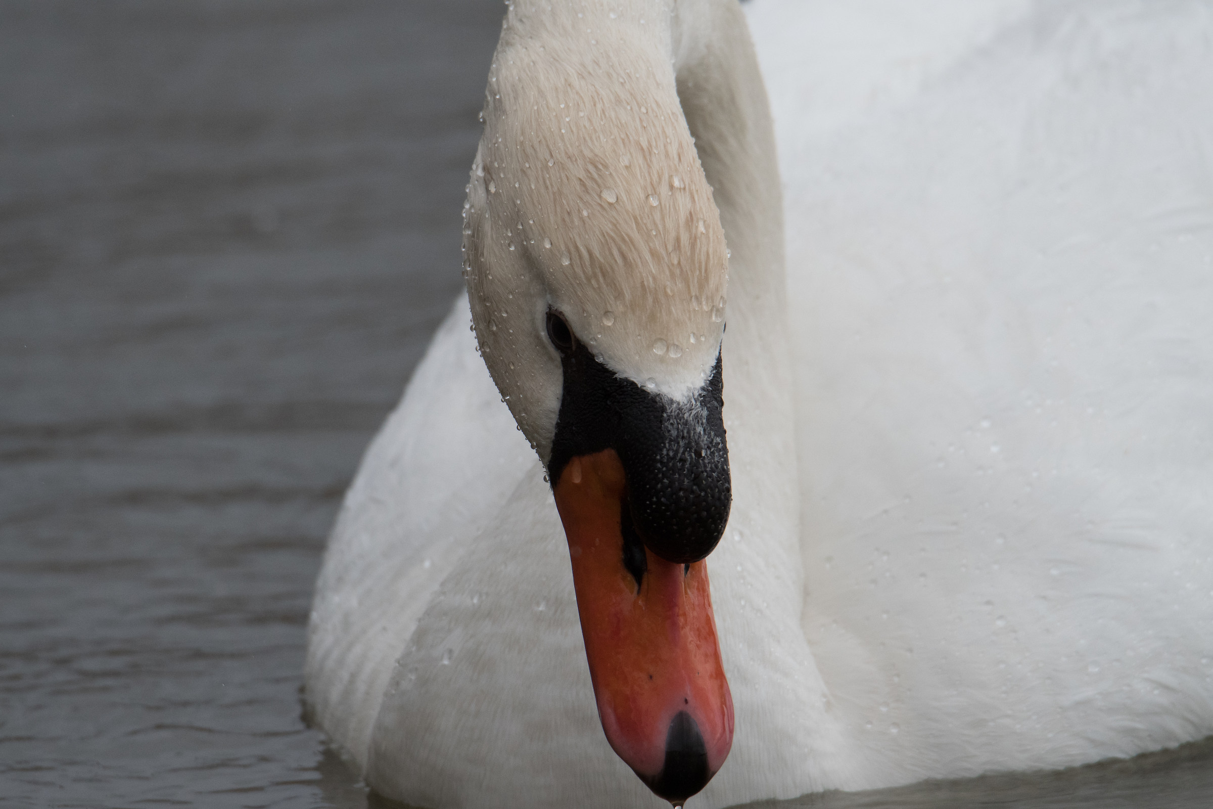 Swan