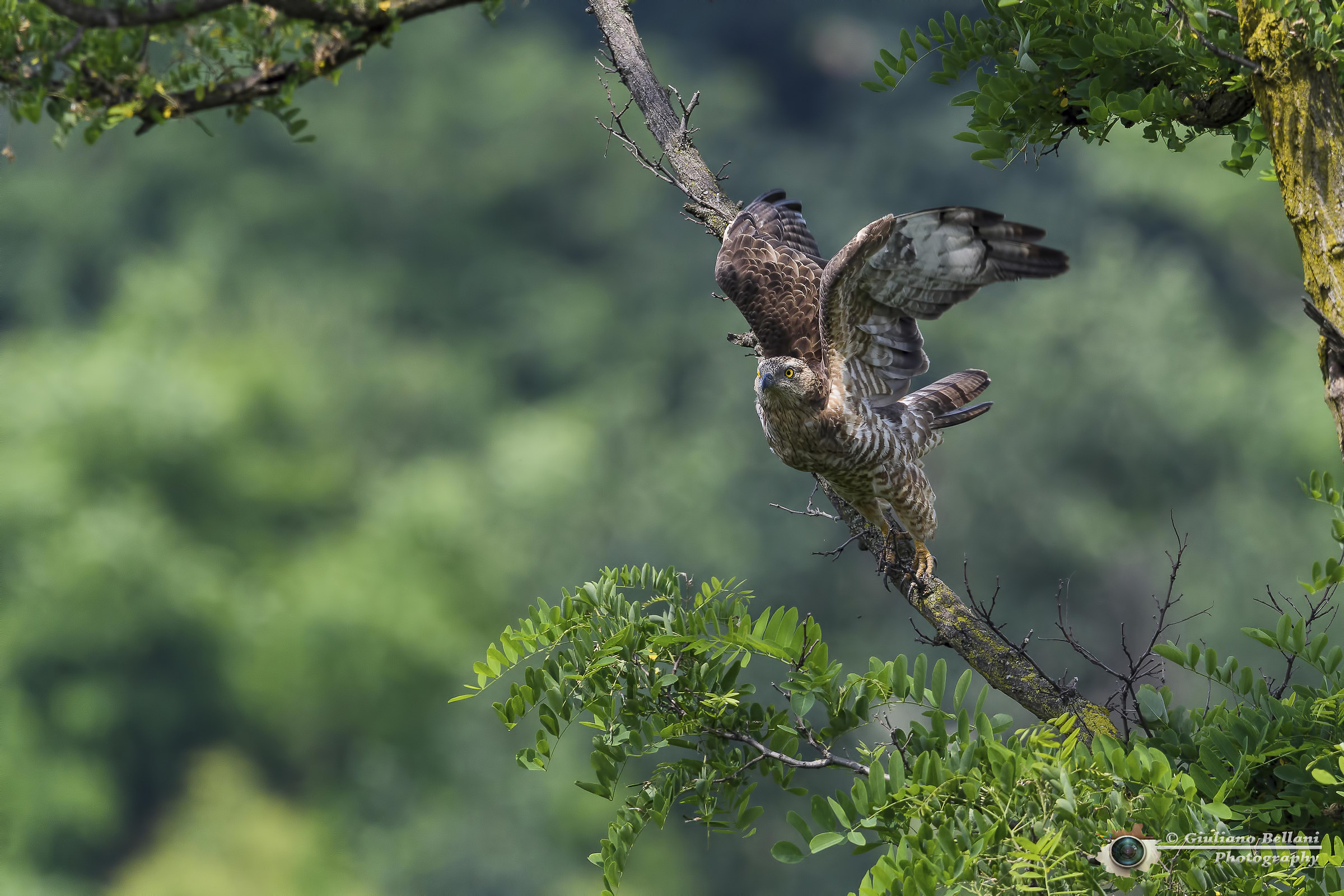 Falco Buzzard Female.
