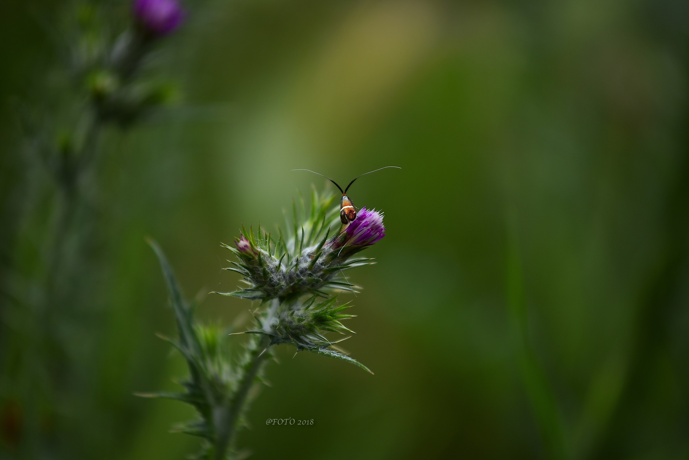 Le sue antenne spuntavano