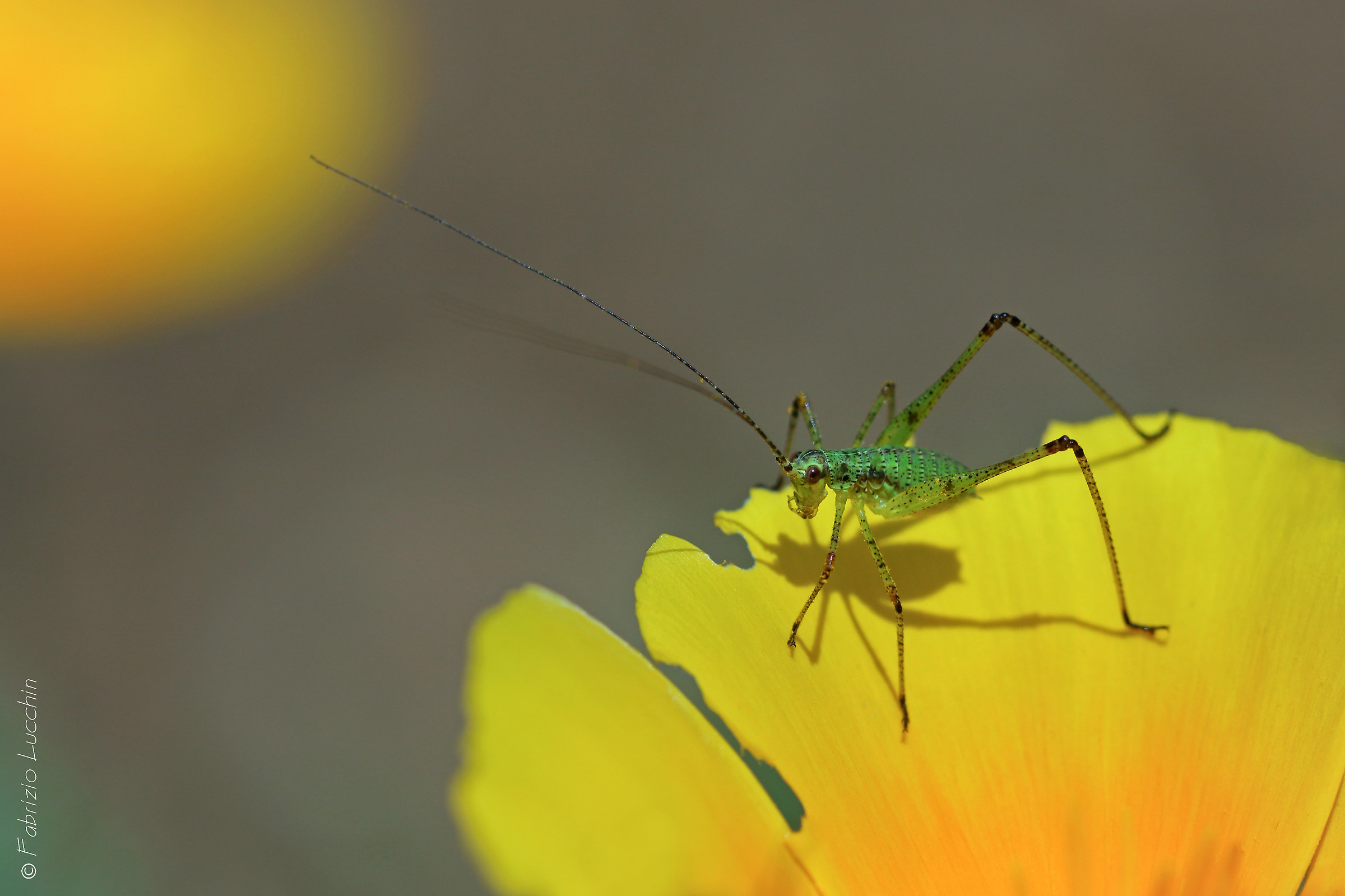 Leptophyes punctatissima