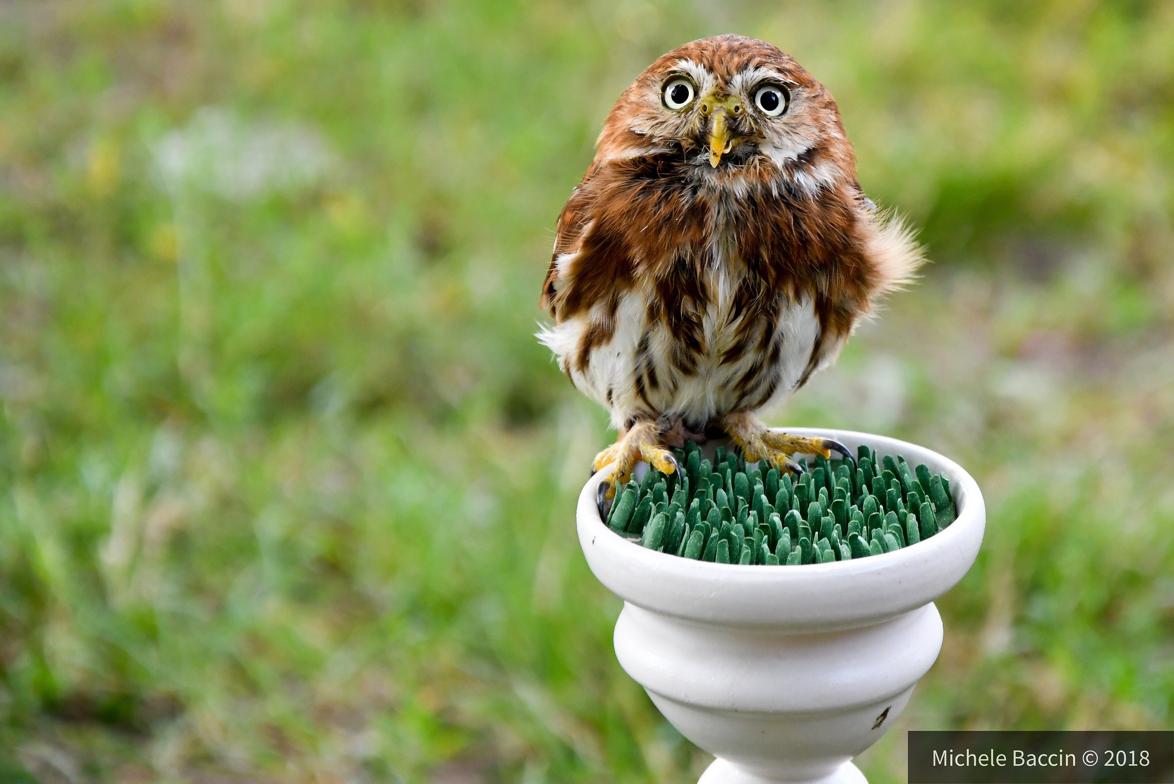 Dwarf Owl
