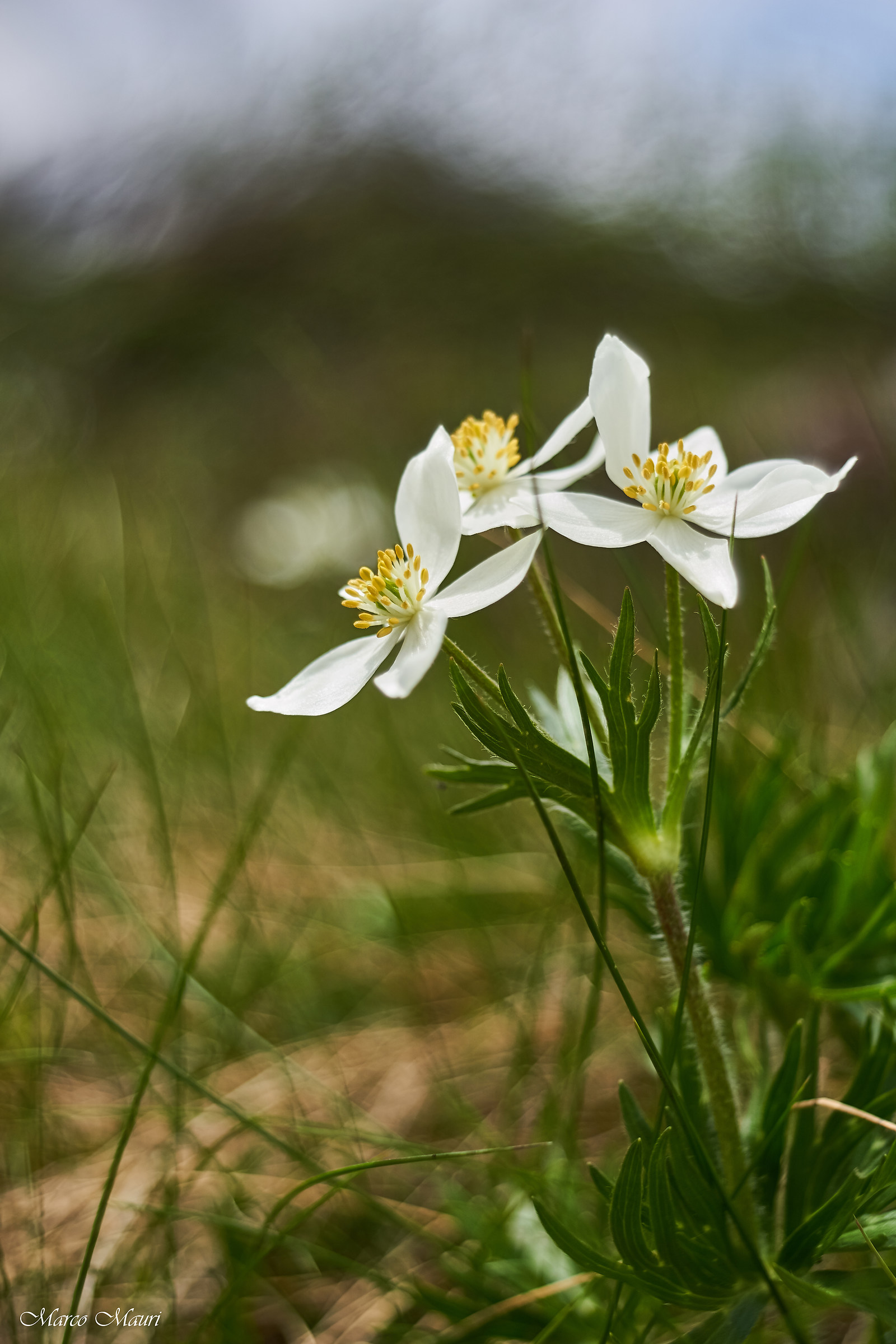 Fioriture in val di scalve