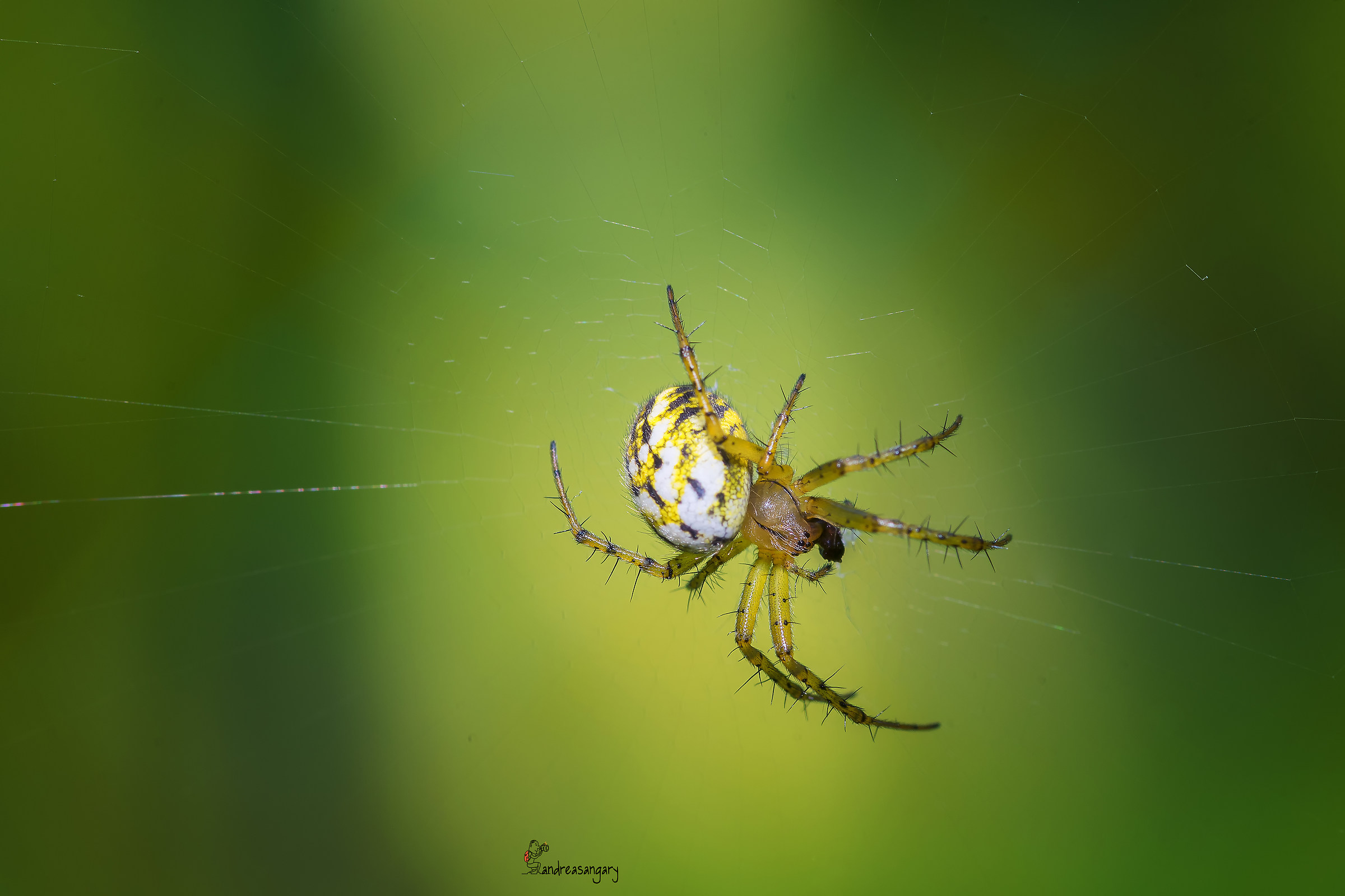 Nella tela del ragno