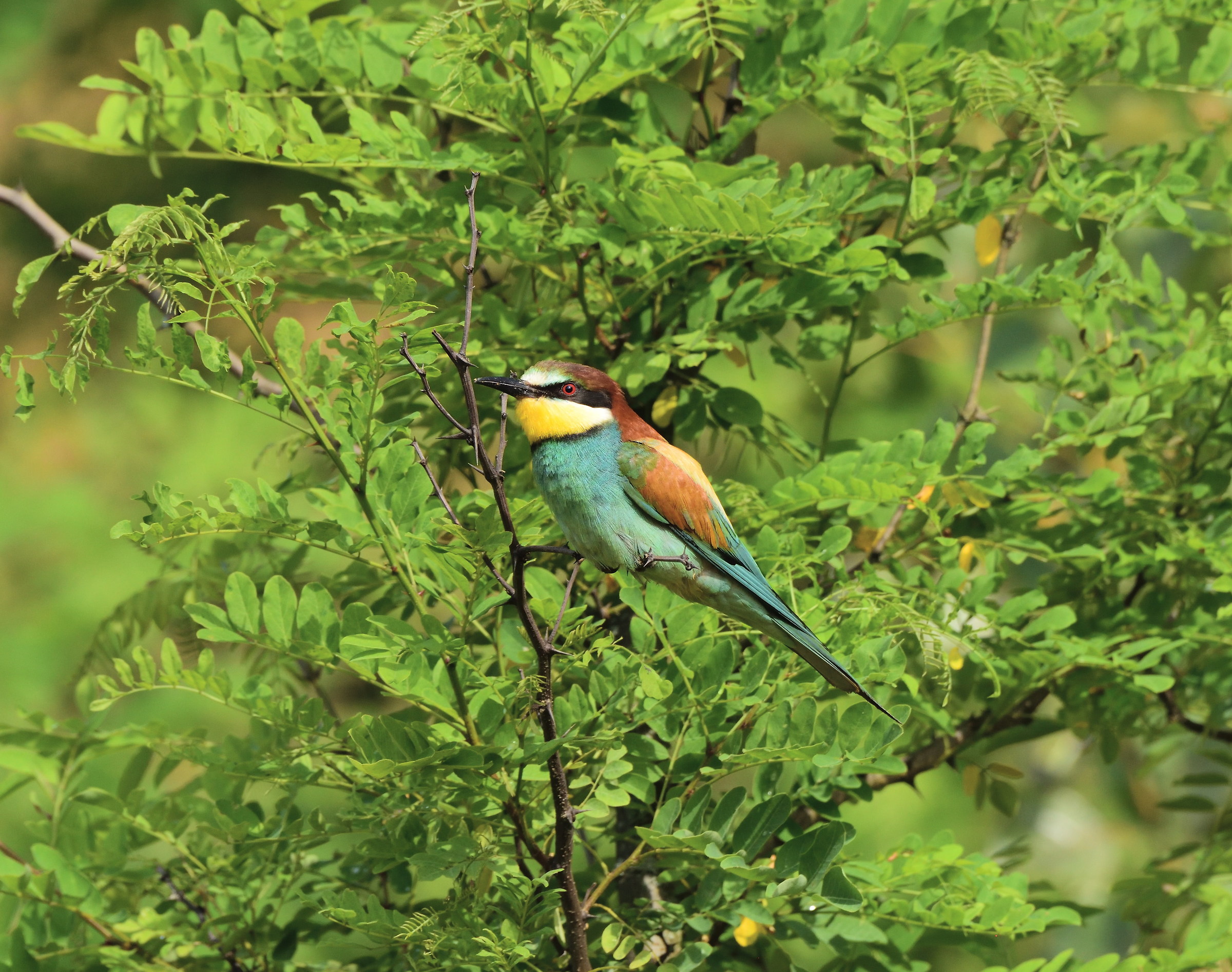 Bee-eater