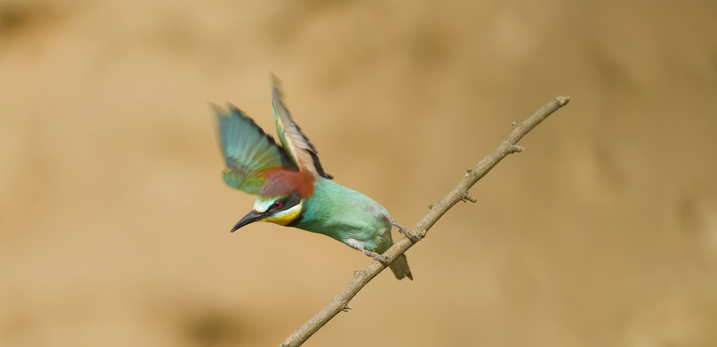 Bee-eater