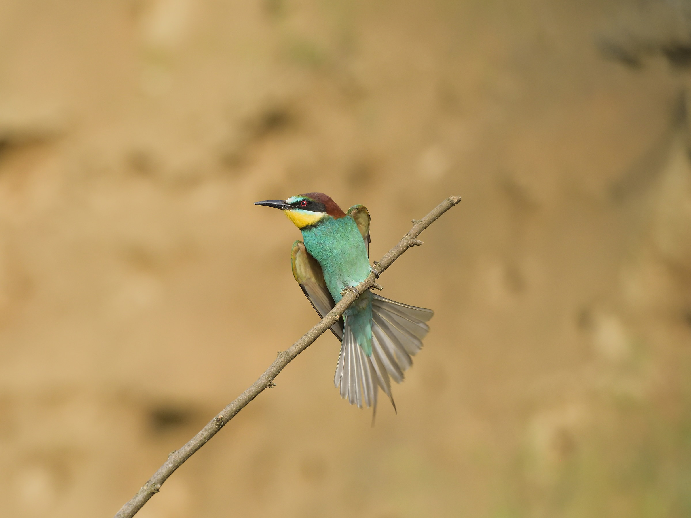 Bee-eater