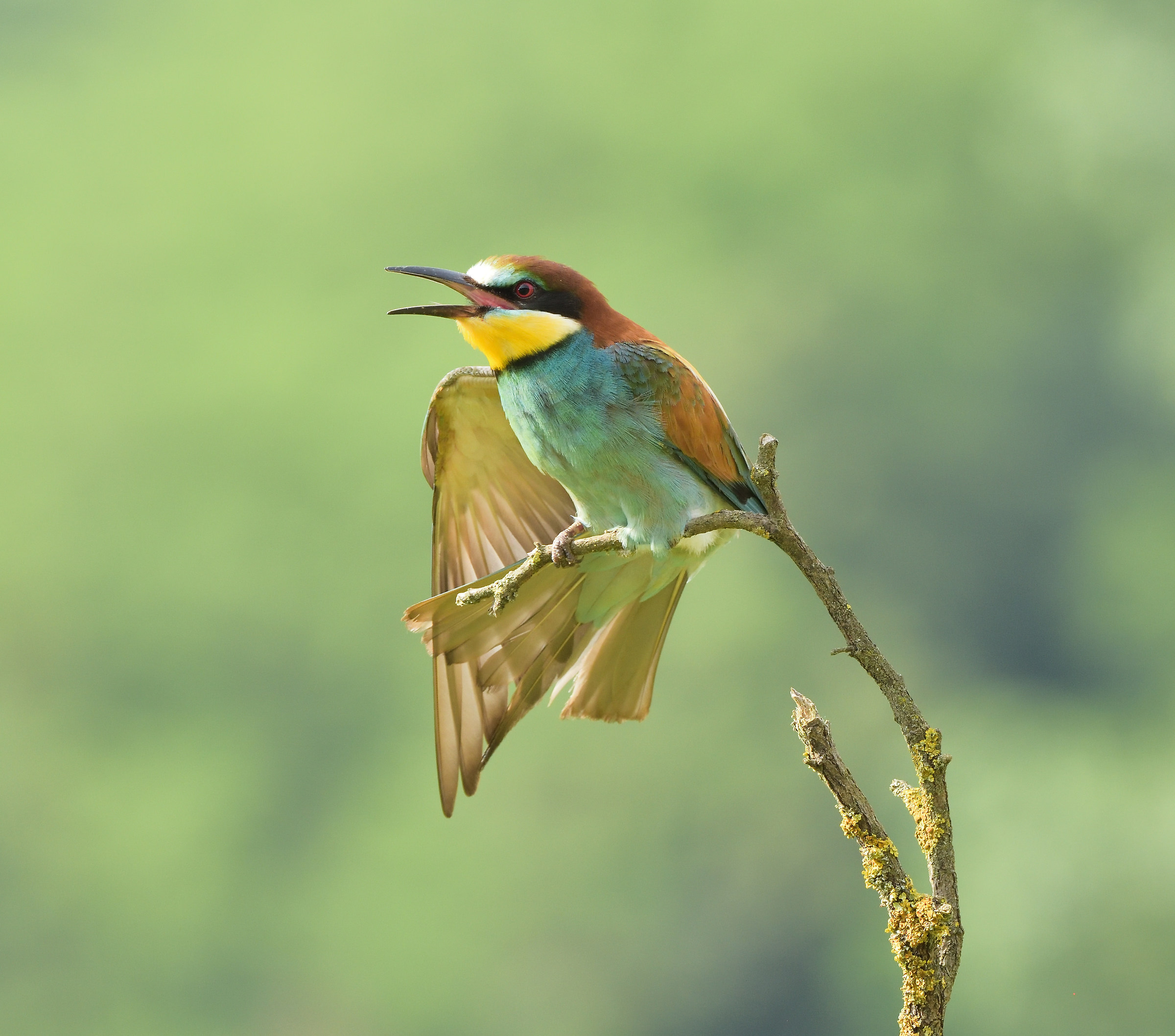 Bee-eater