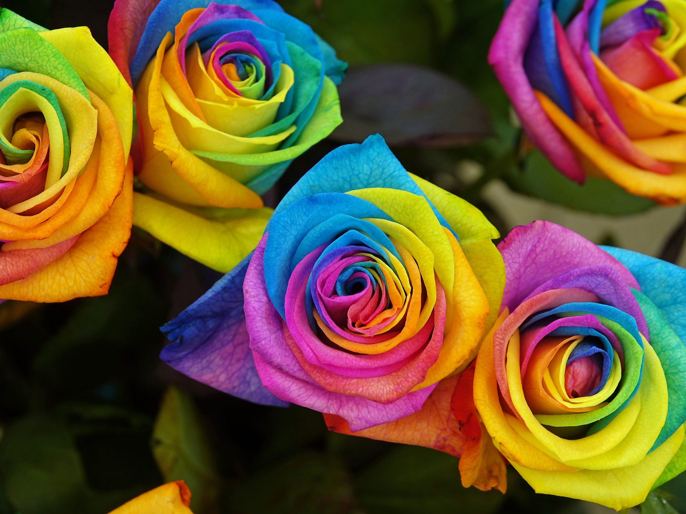 Rose Arcobaleno