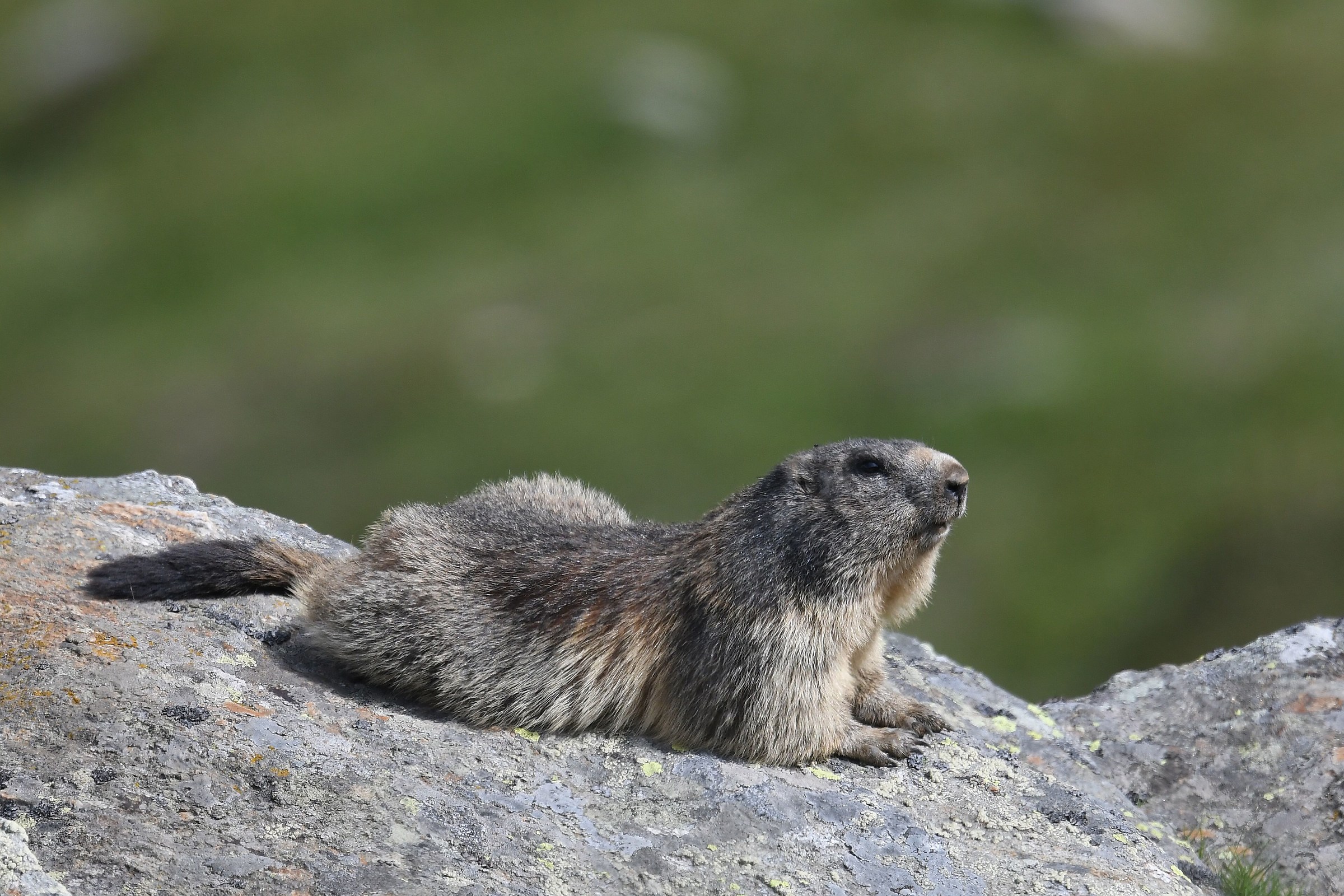 Marmot