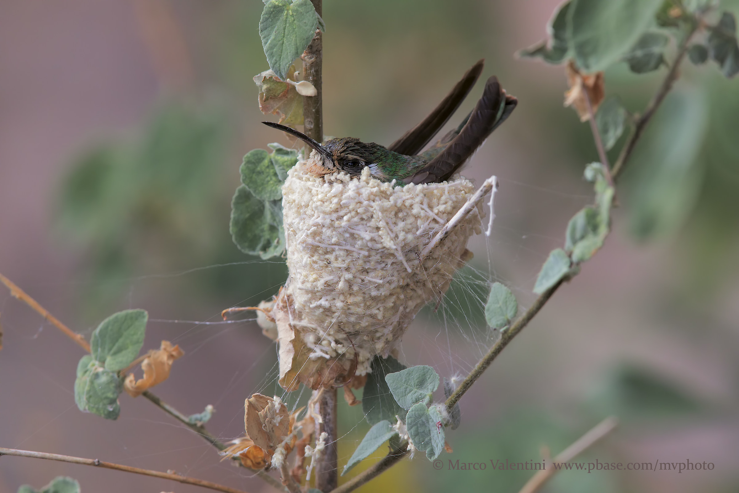 The Hummingbird Nest