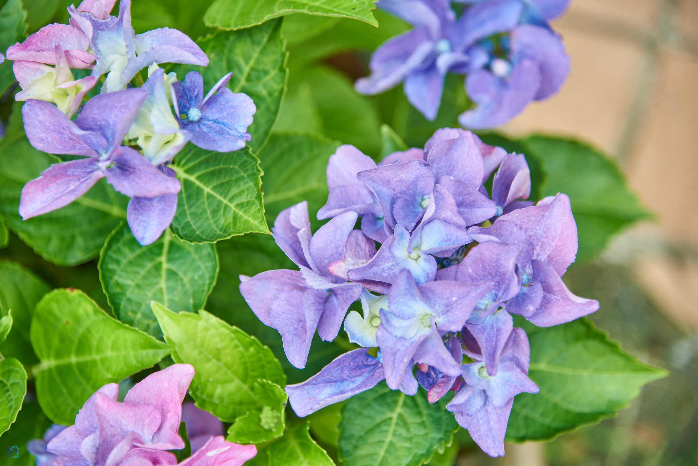 Hydrangea Spring 2018