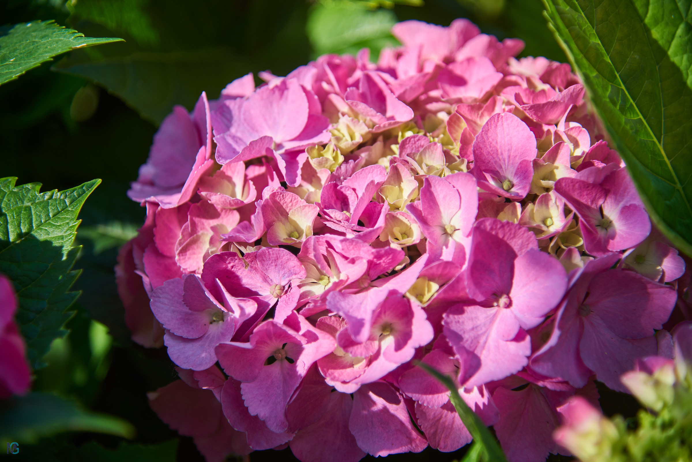 Hydrangea Spring 2018