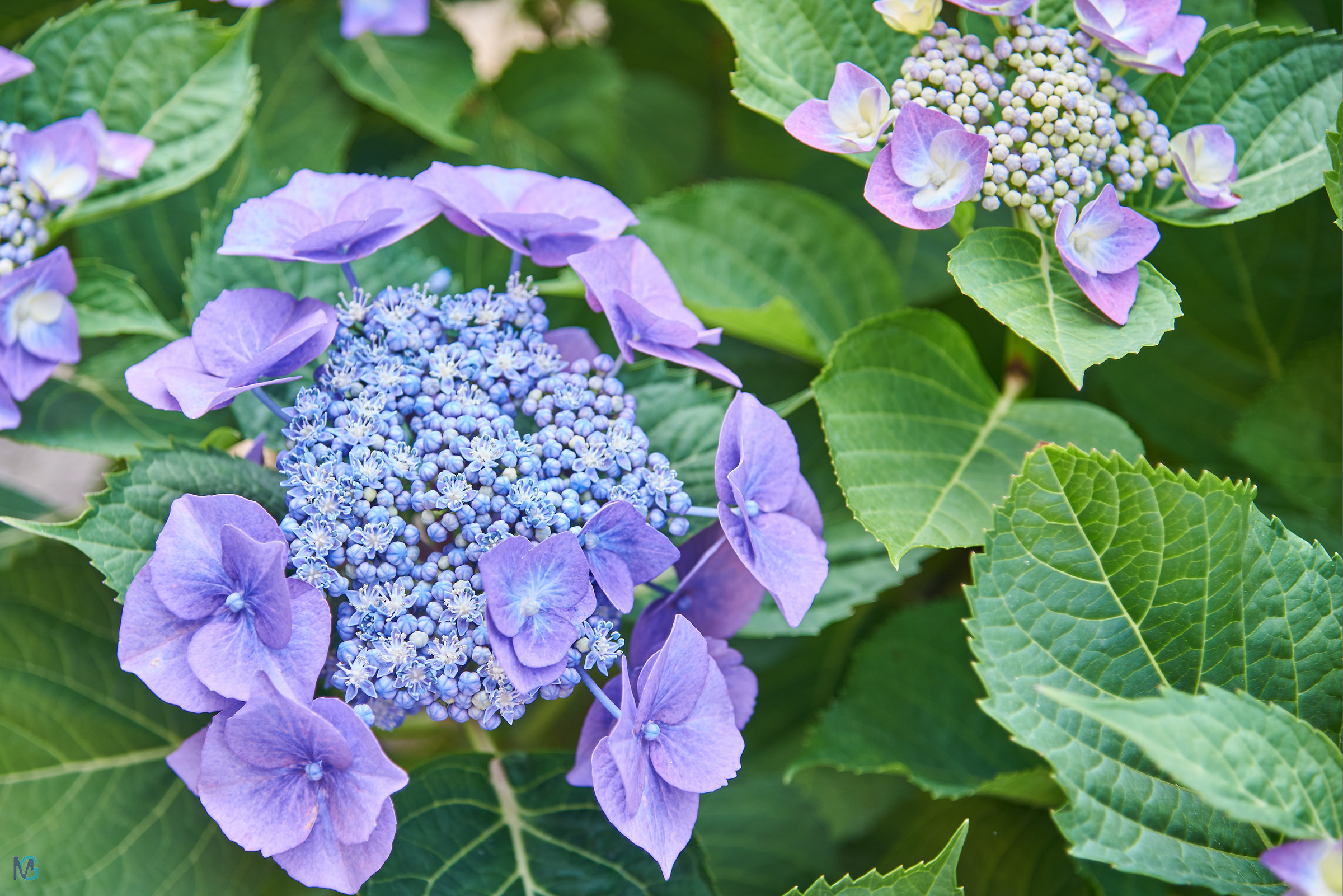 Hydrangea Spring 2018