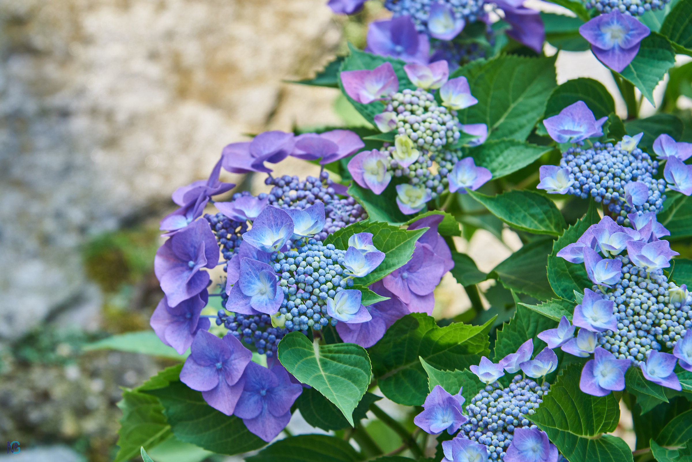 Hydrangea Spring 2018