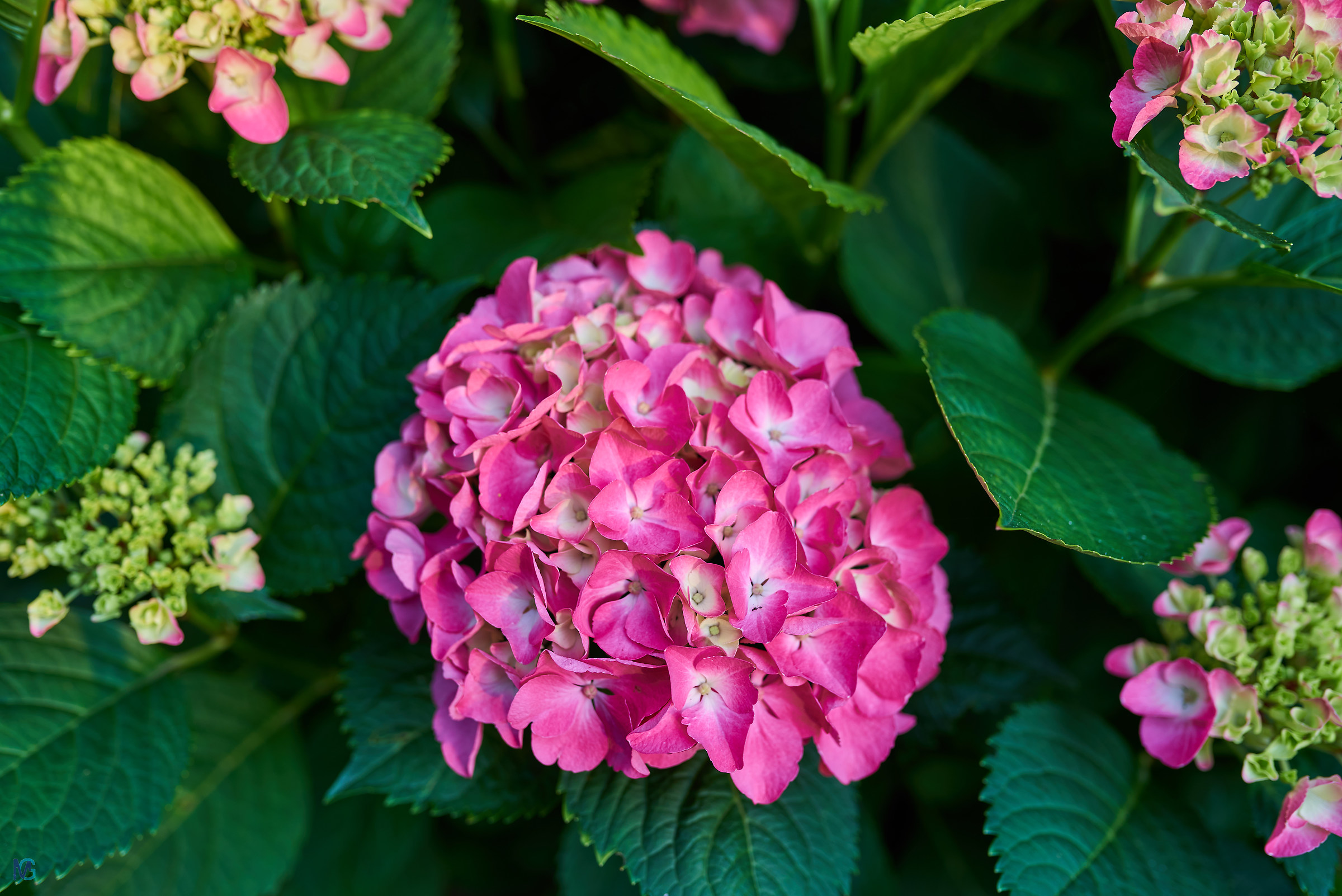 Hydrangea Spring 2018