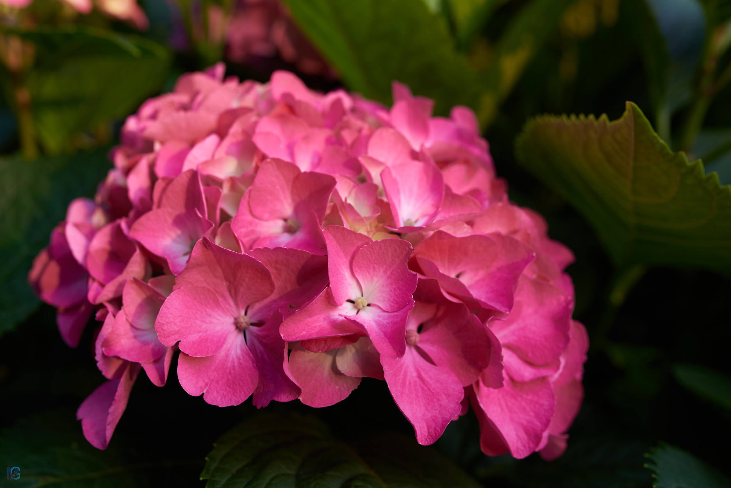 Hydrangea Spring 2018