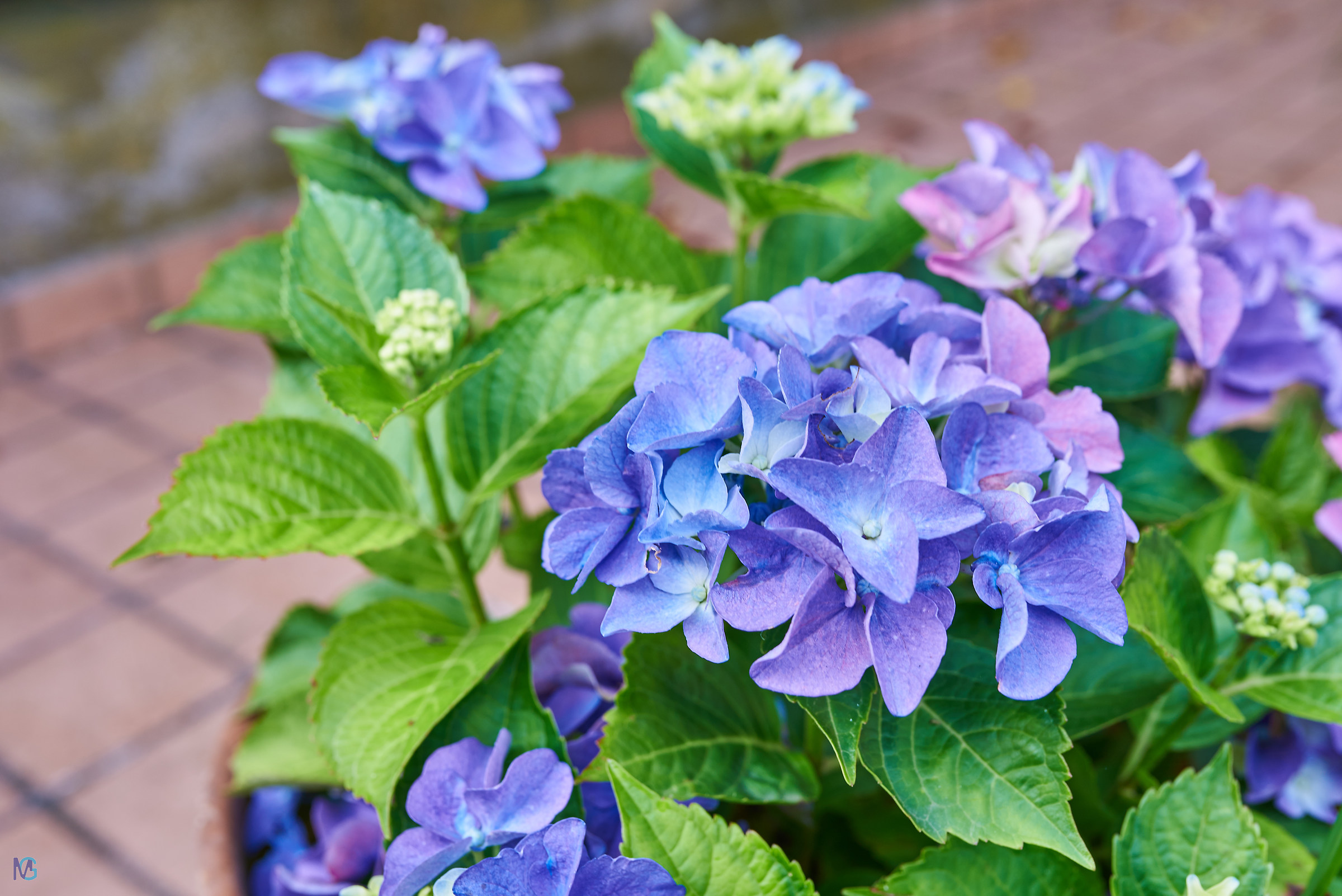 Hydrangea Spring 2018