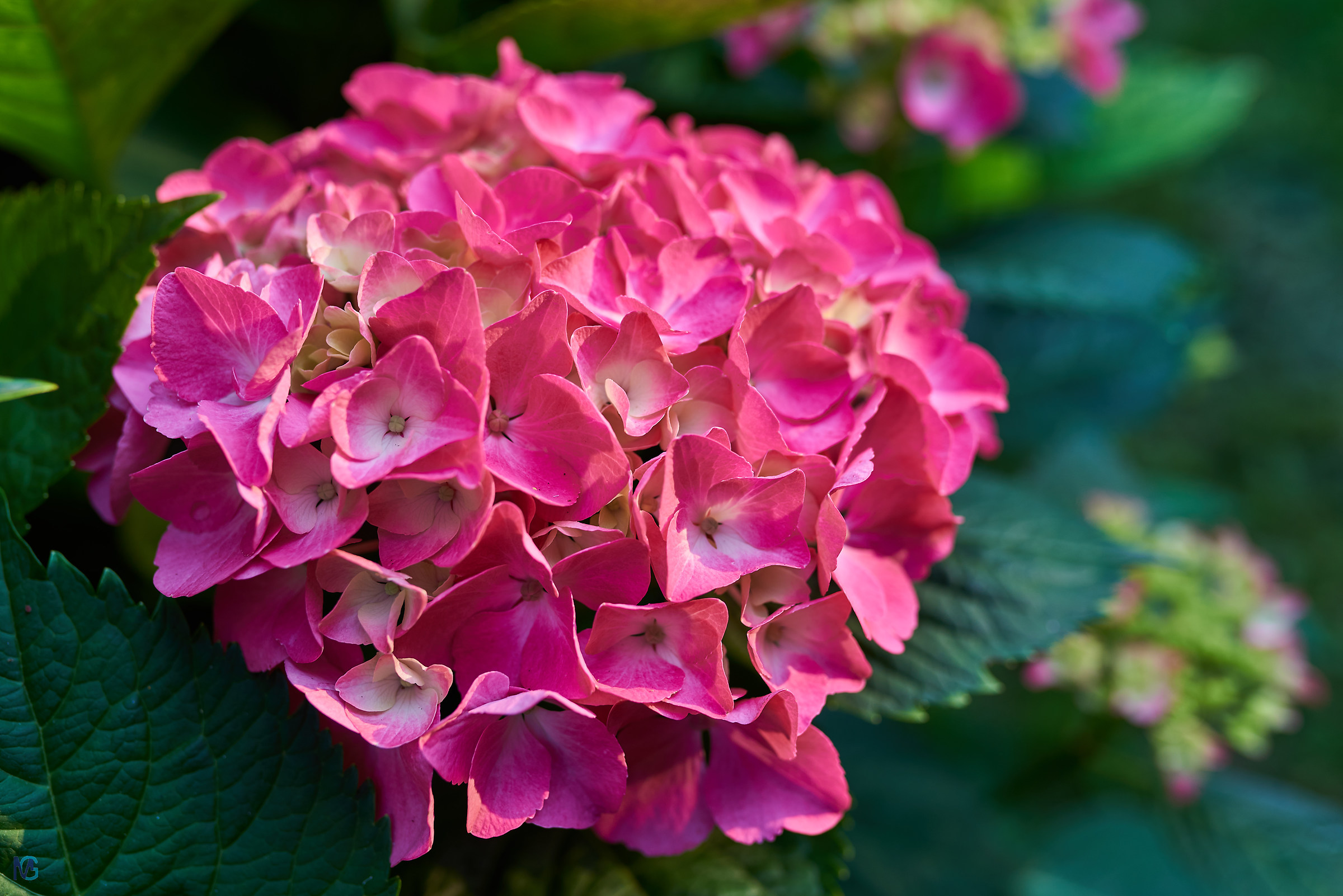 Hydrangea Spring 2018