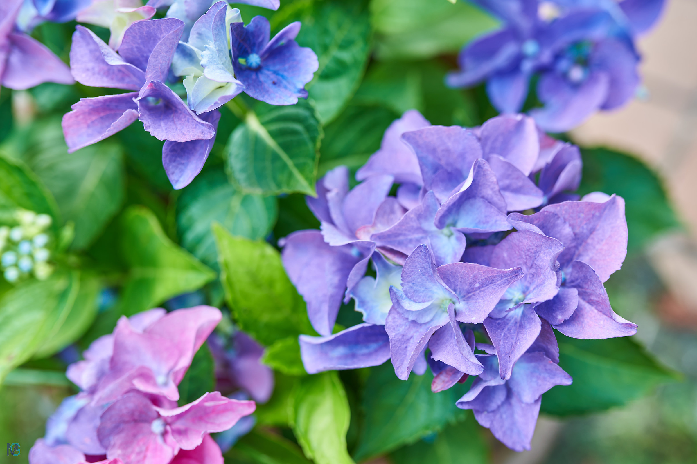 Hydrangea Spring 2018
