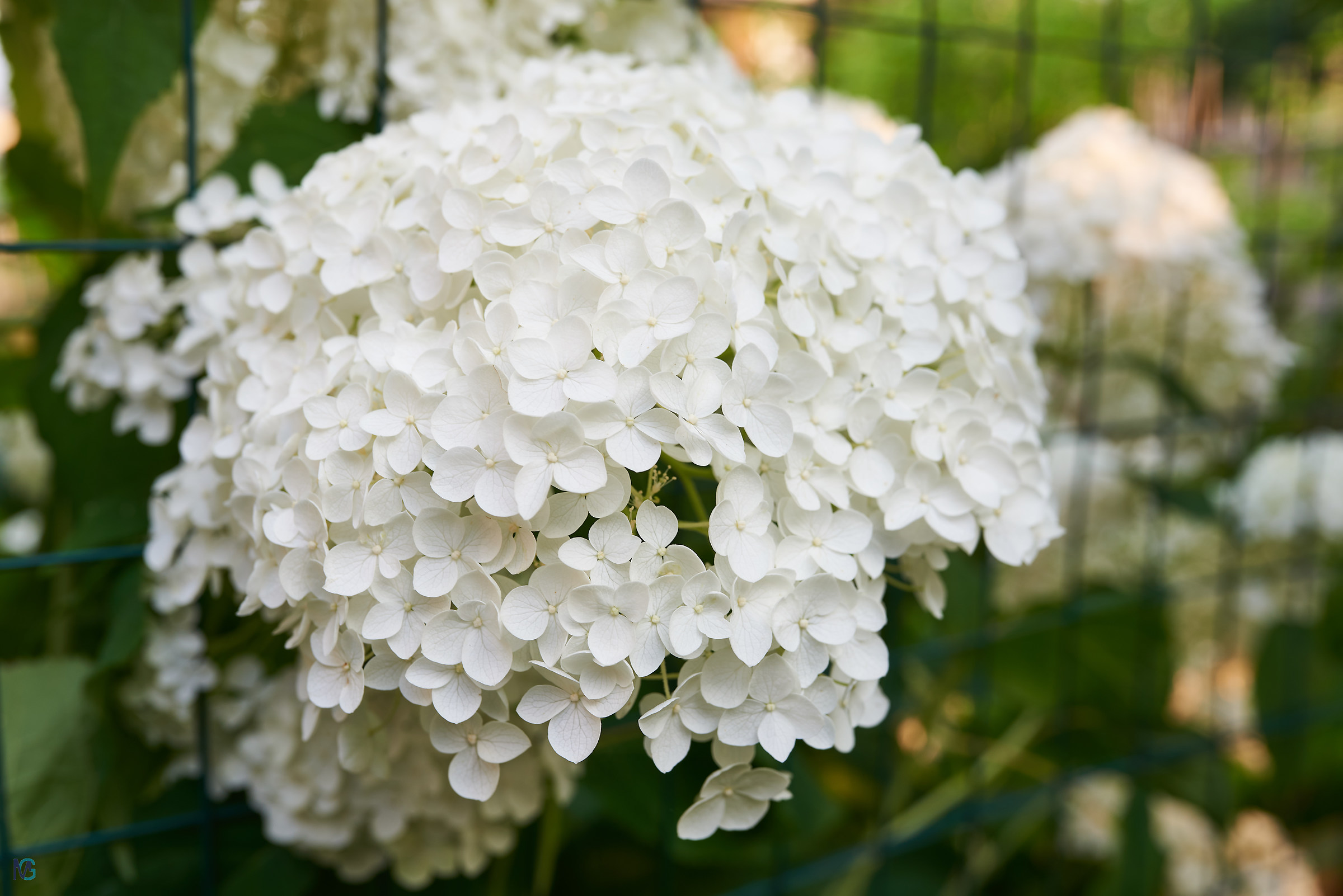 Hydrangea Spring 2018