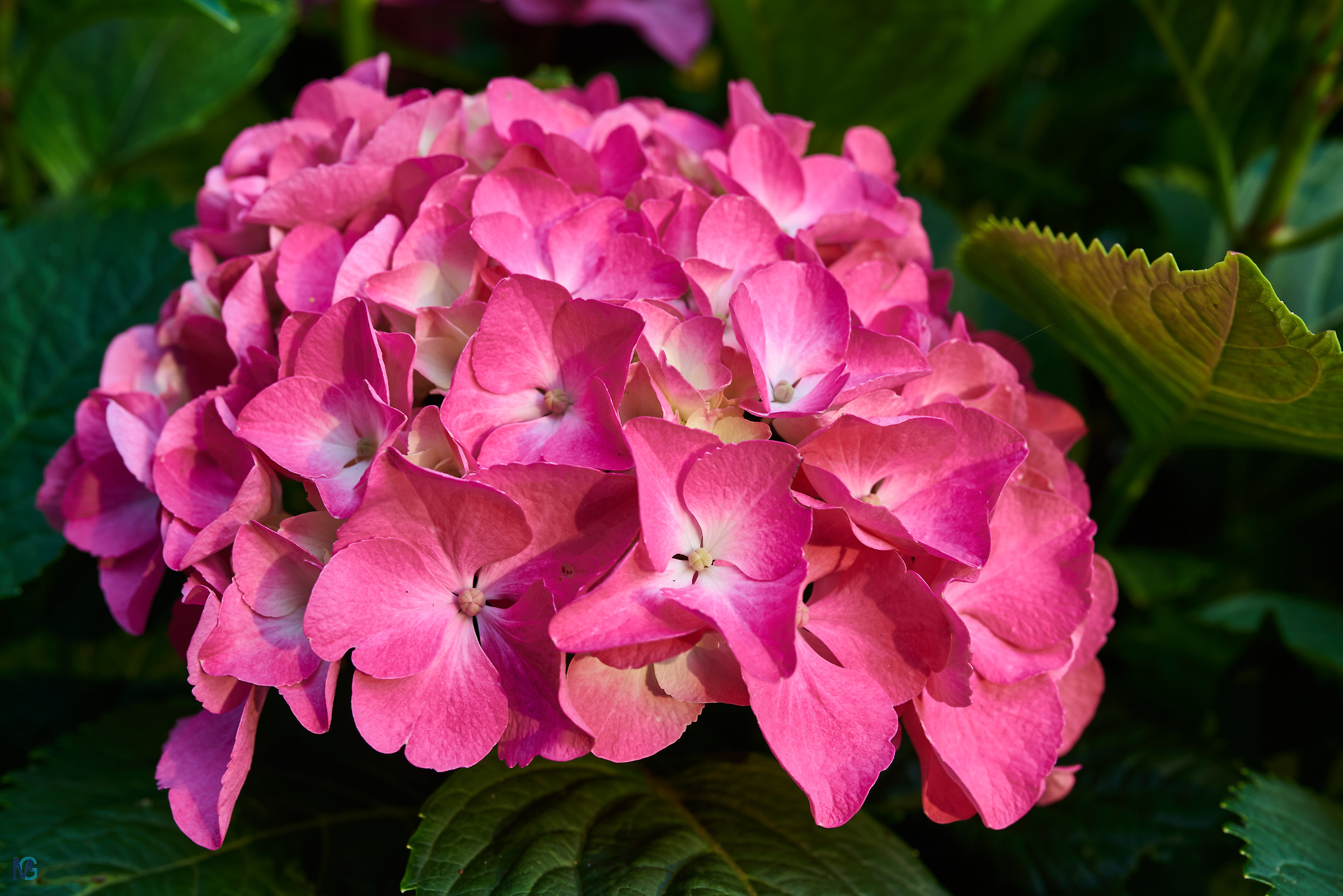 Hydrangea Spring 2018