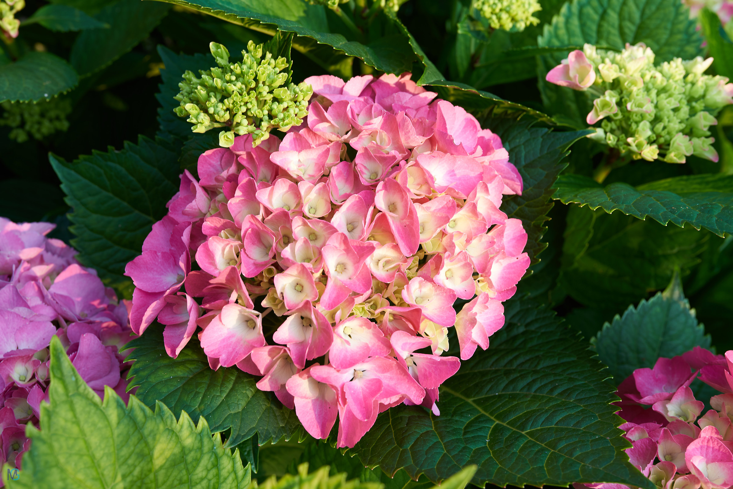 Hydrangea Spring 2018