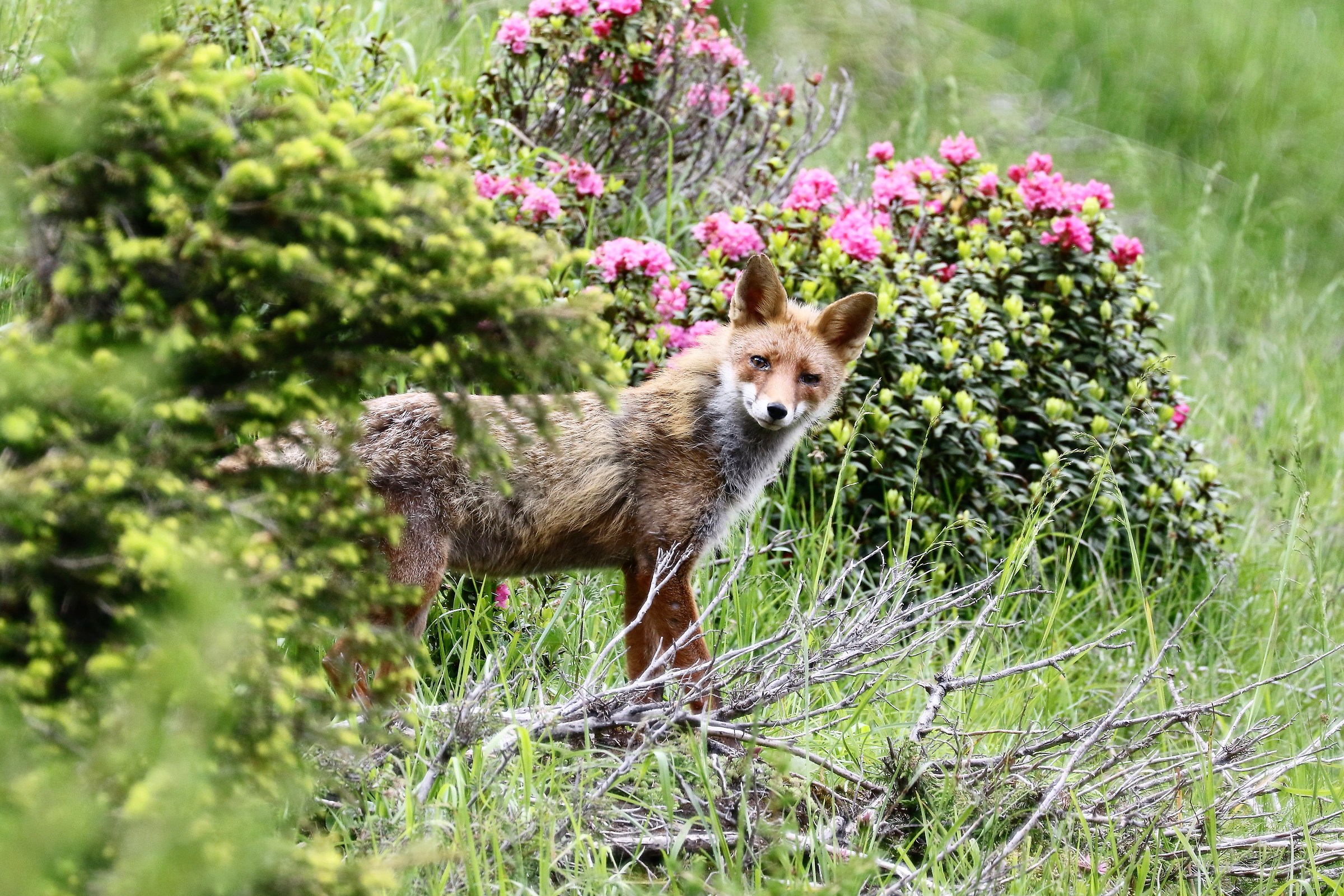 Rhododendron with Fox.