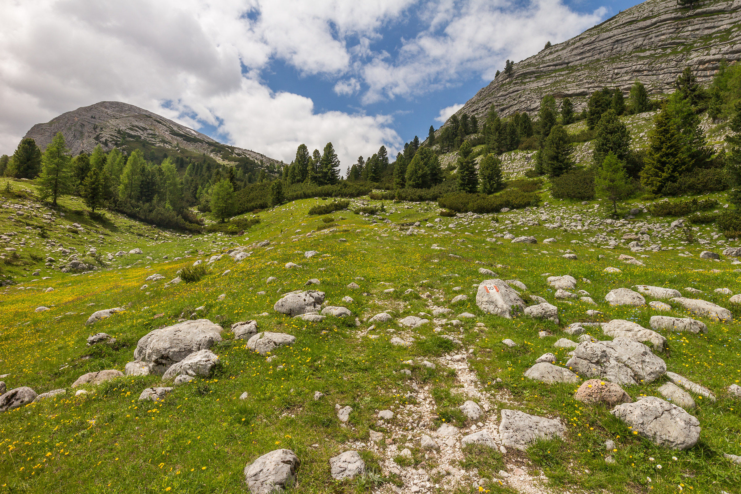 sentiero tra i fiori