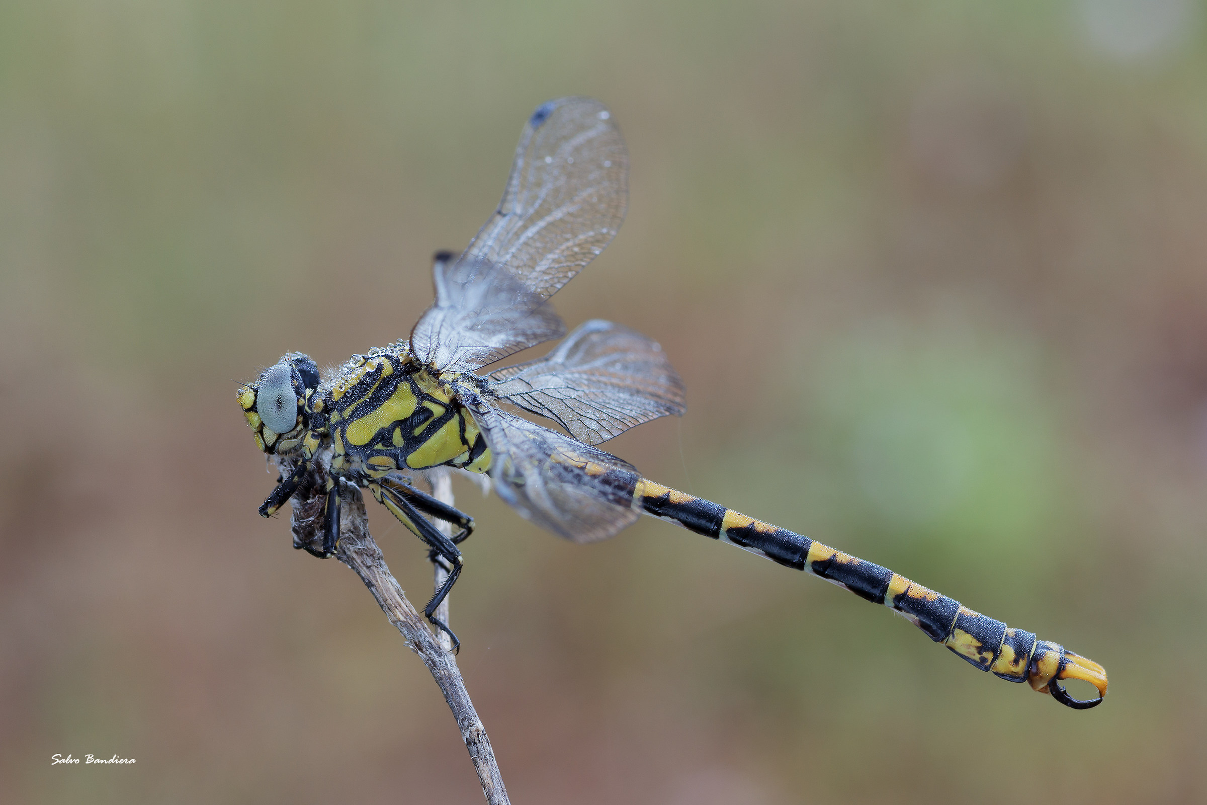 Onychogomphus Uncatus