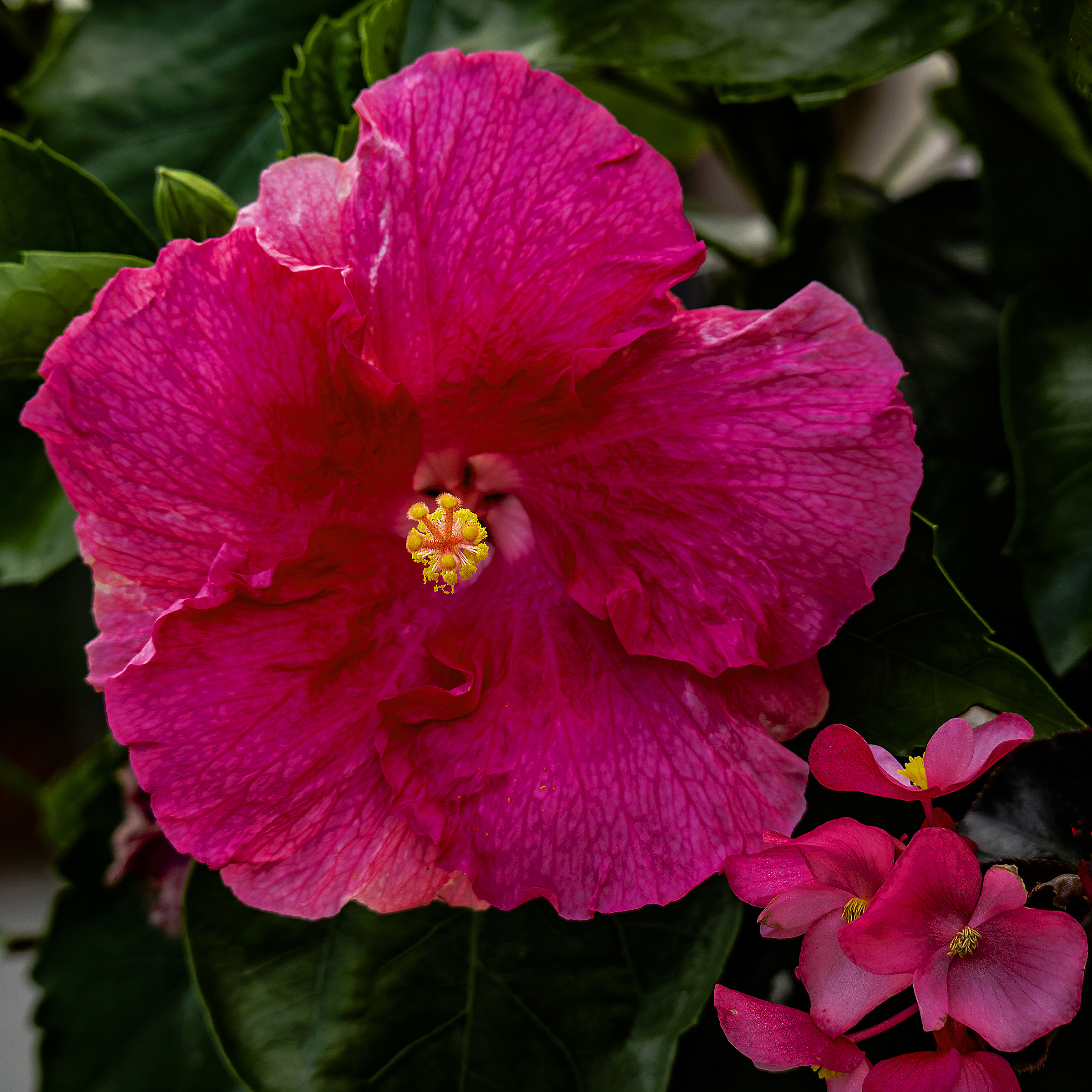 We are small but we grow