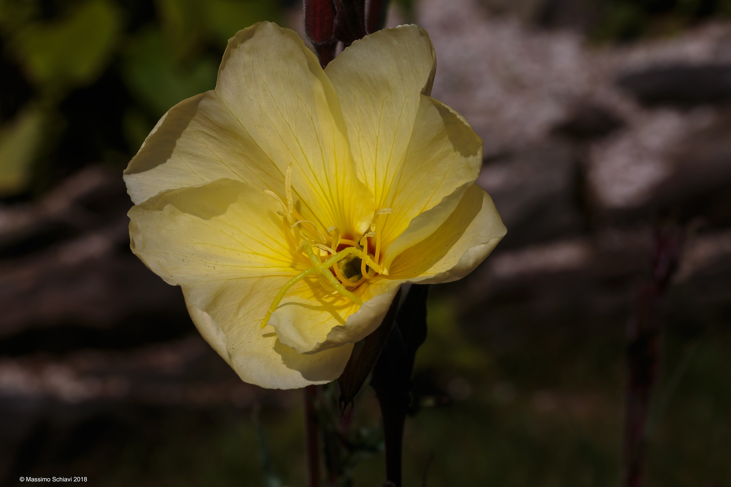 Oenothera odorata L. - Enotera o Enagra odorosa.