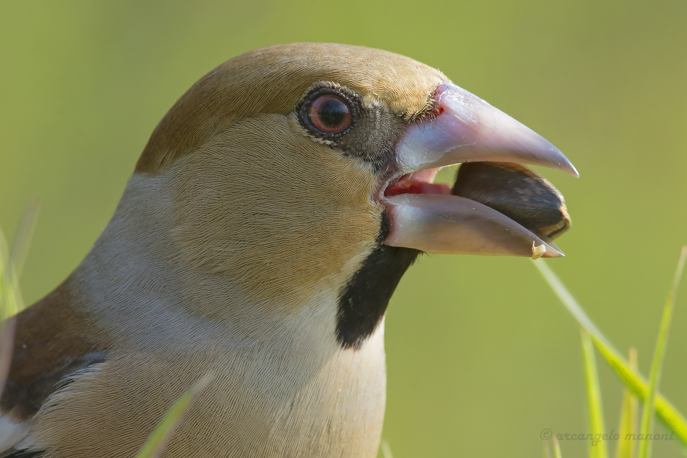 First floor to the Hawfinch