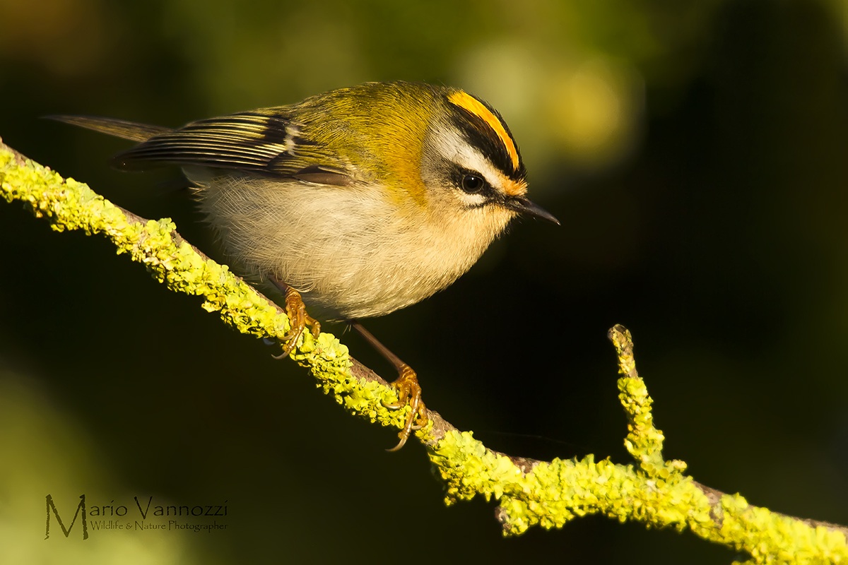 Firecrest
