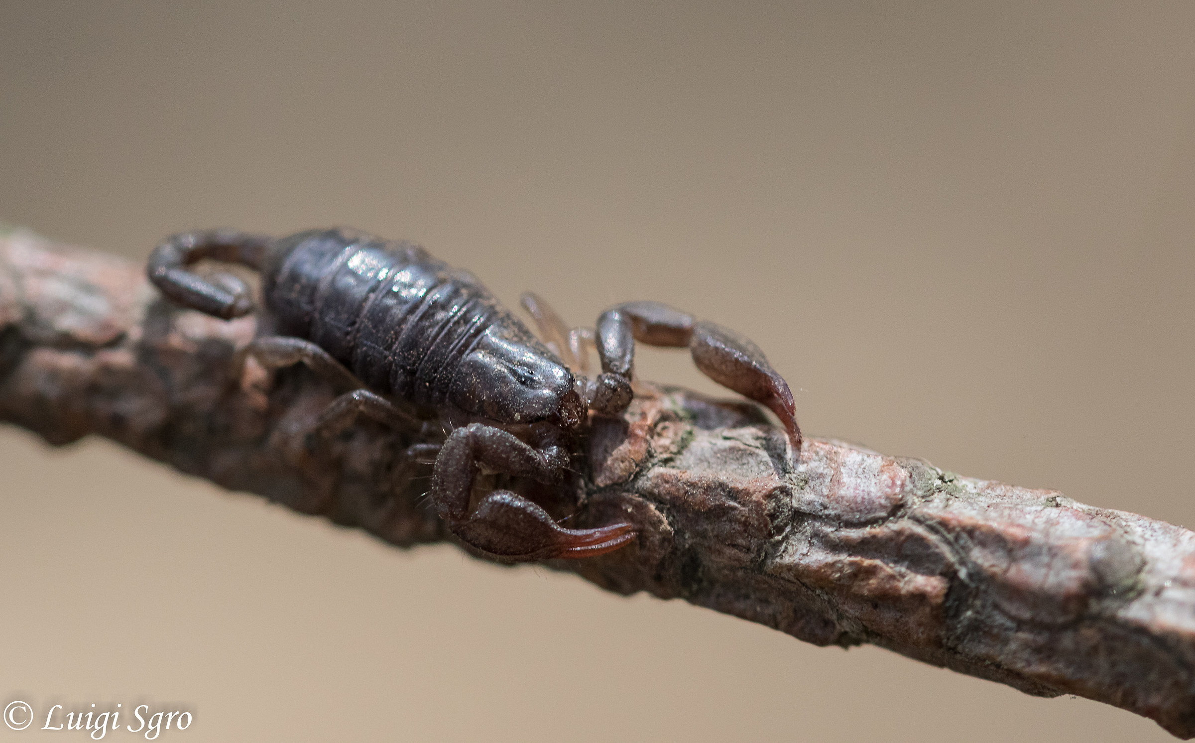 Mediterranean Scorpion