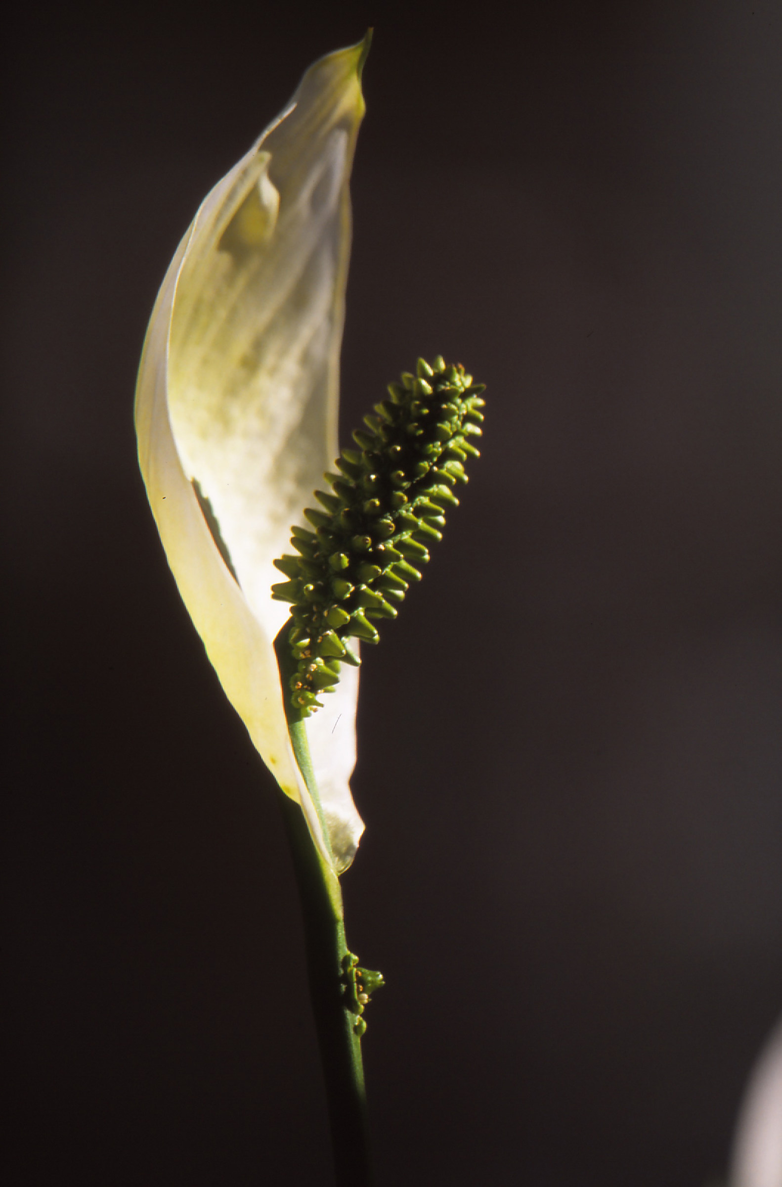 Spathiphyllum/Spathiphyllum
