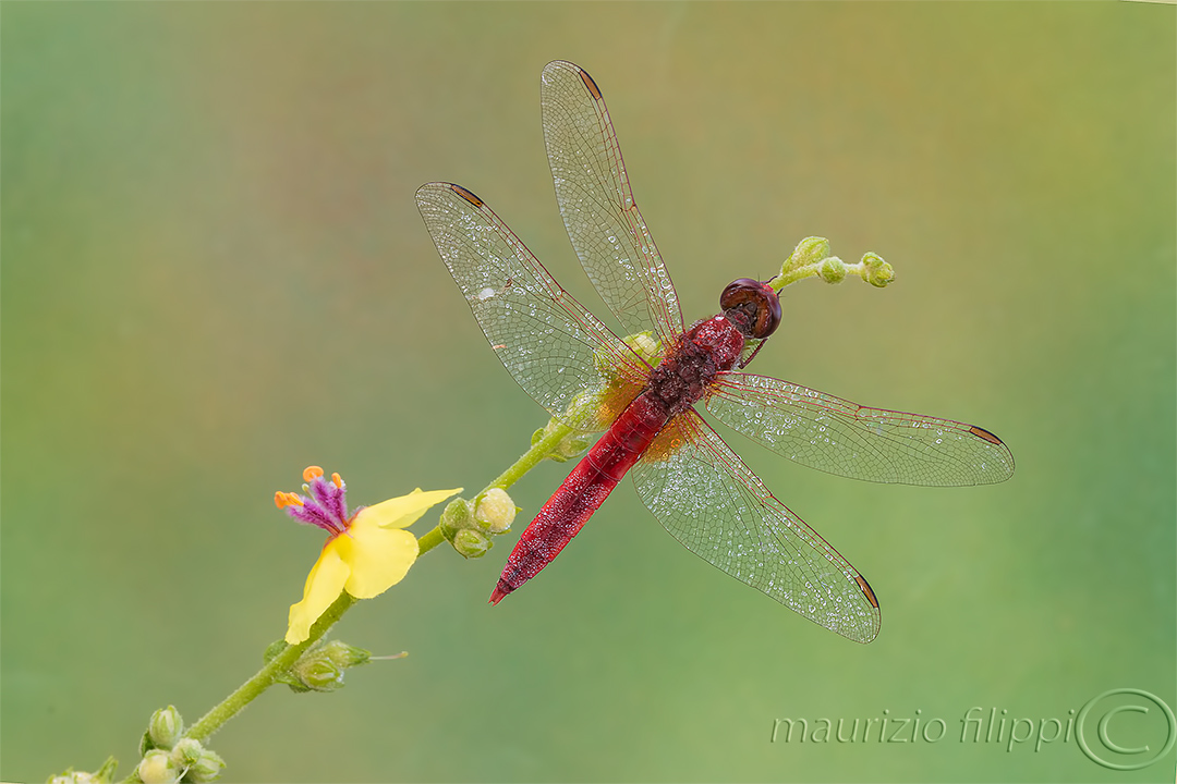 Sympetrum