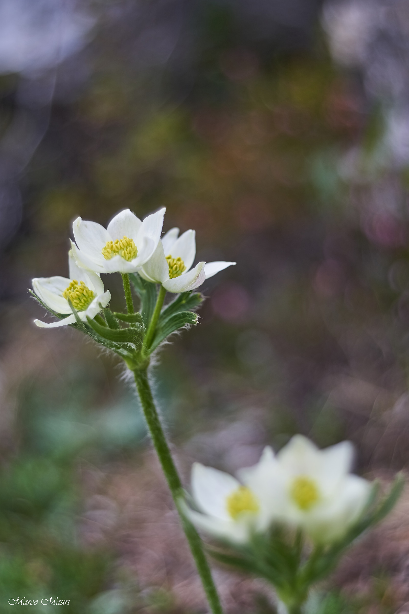 Fioriture in val di scalve