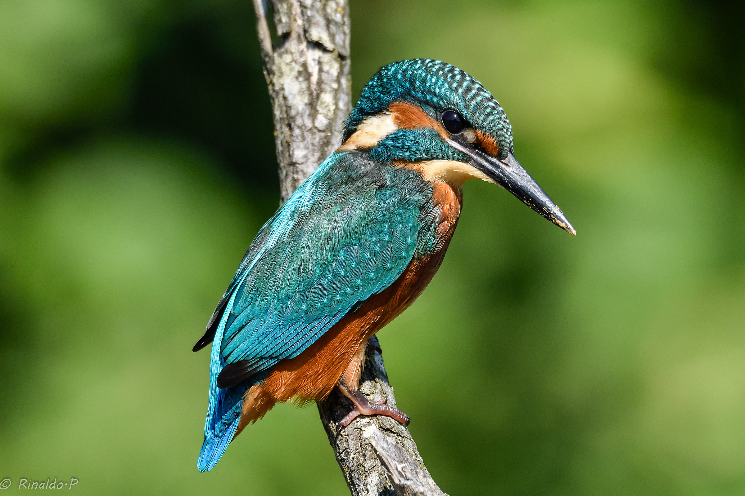 Male Kingfisher
