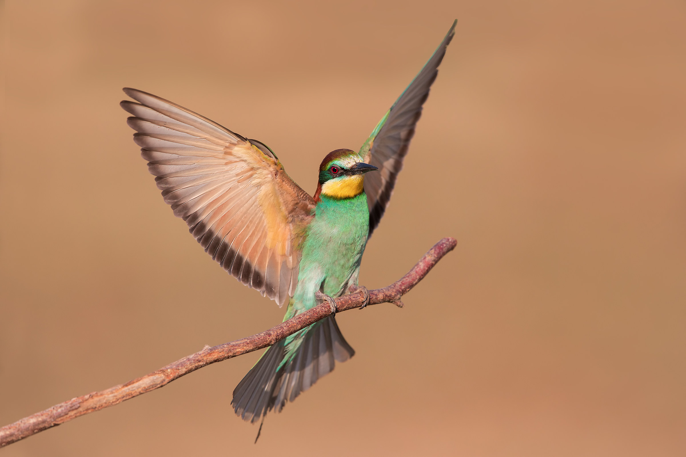 Bee-eater