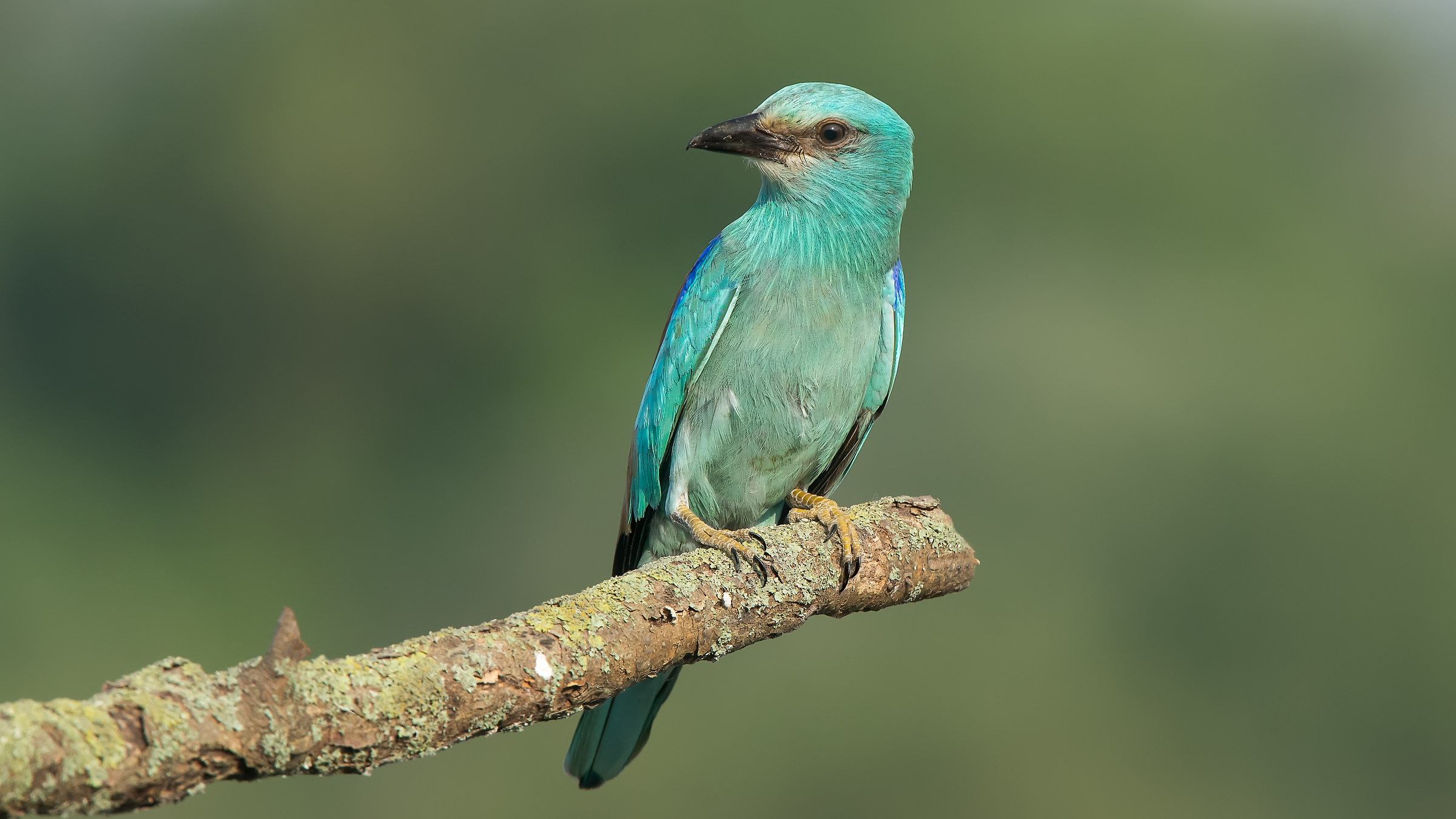 Gökkuzgun » European Roller » Coracias garr...