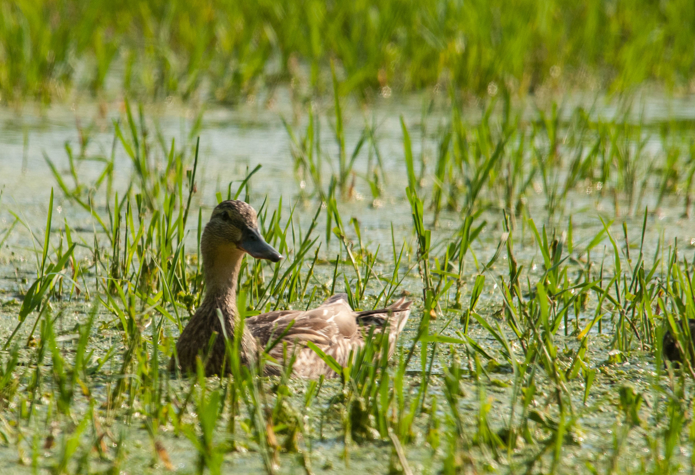 Guardate quanto sono bella!