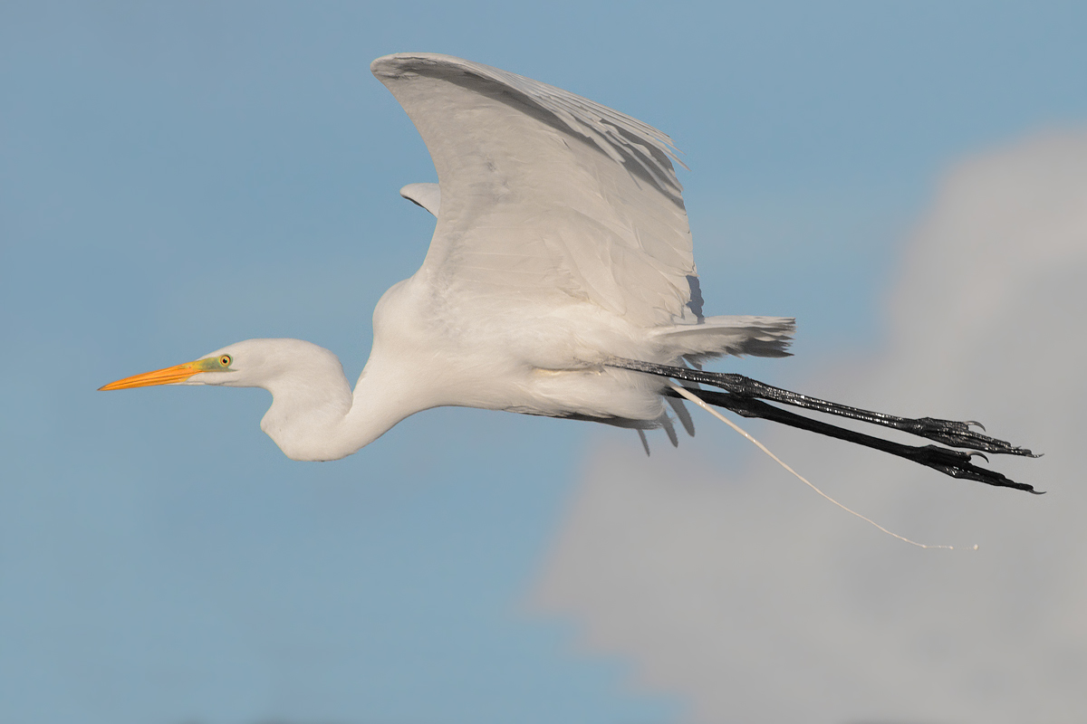 Great Egret