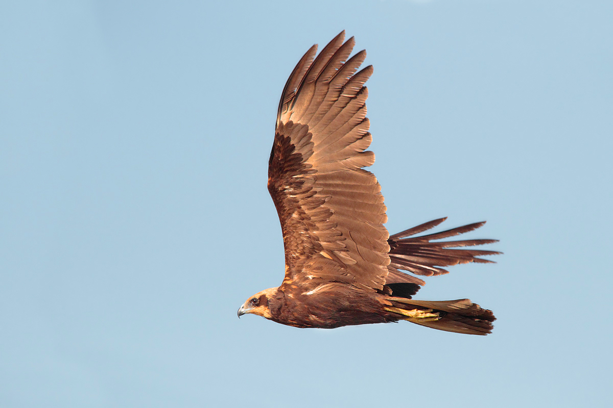 Marsh harrier