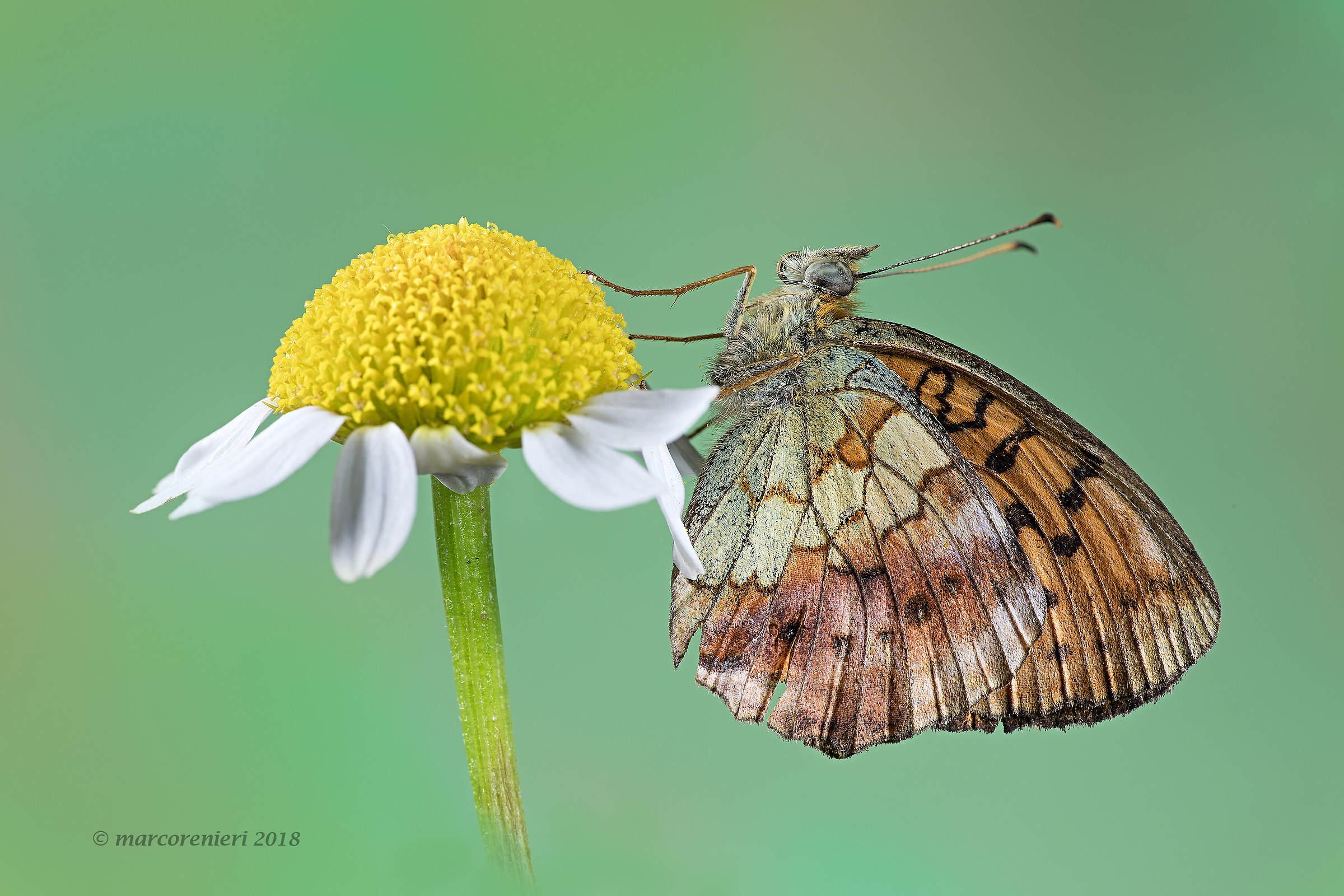 Argynnis Pandora