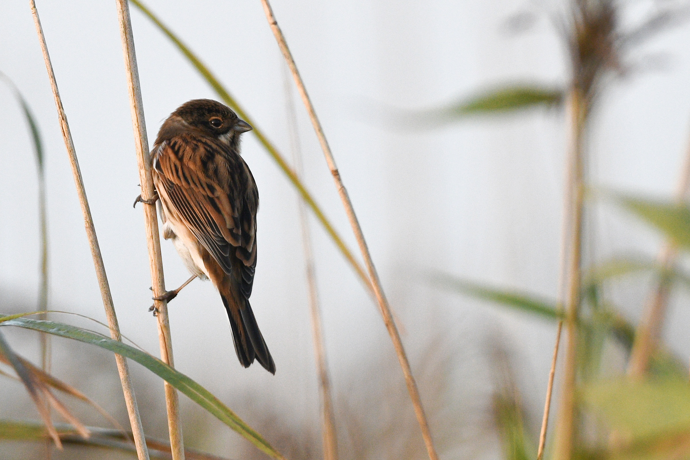 Reedbunting comune