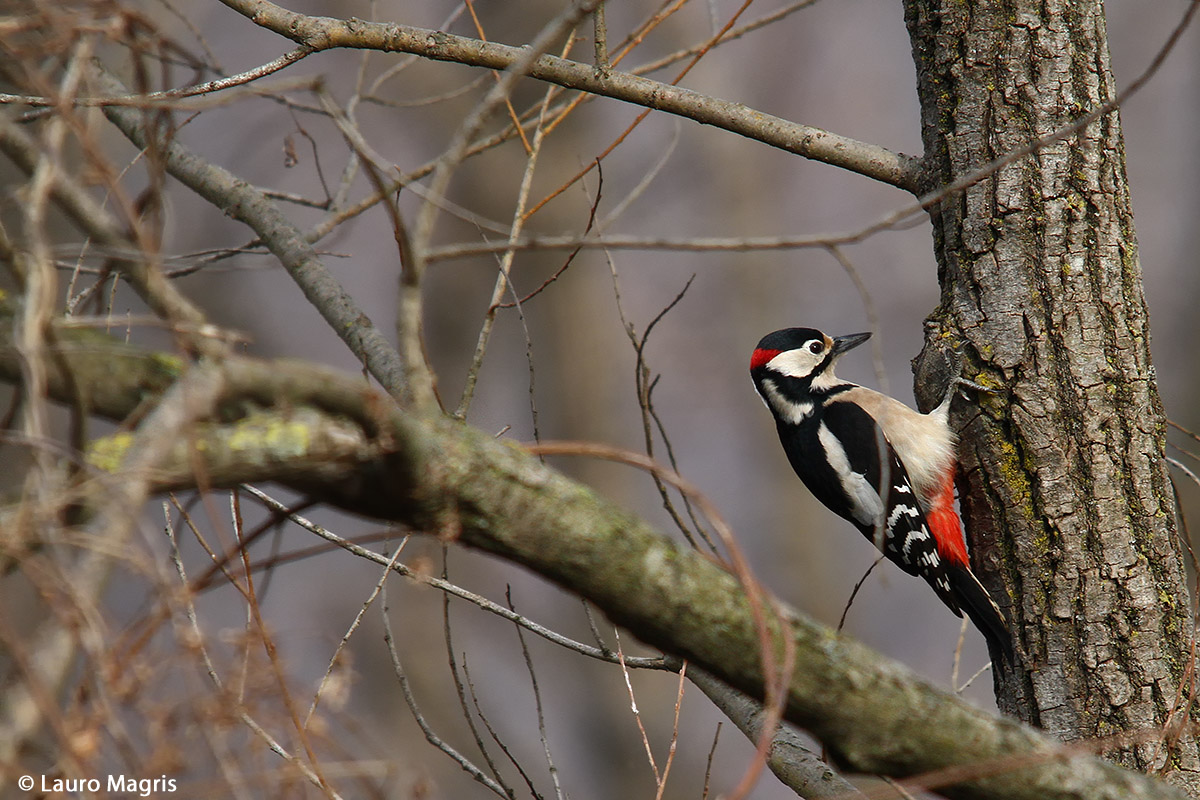 Woodpecker set
