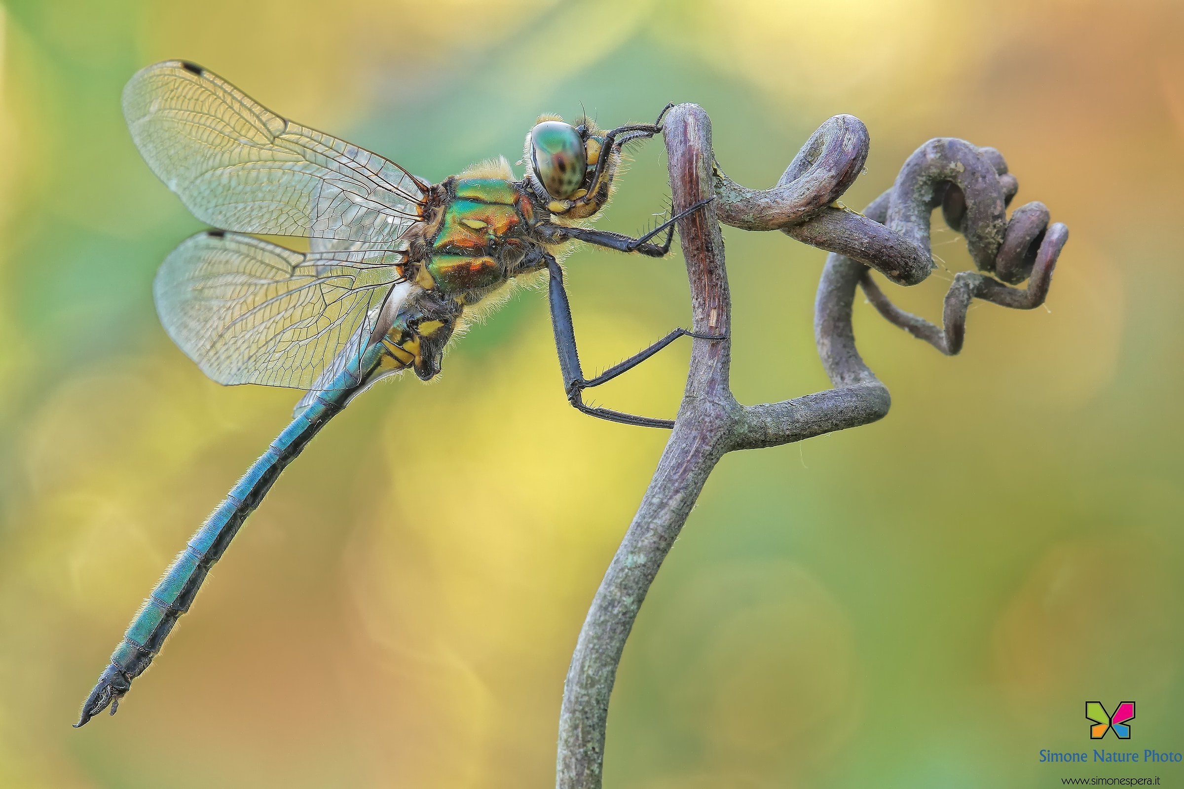 Somatochlora Southernis (Nielsen, 1935) &male;