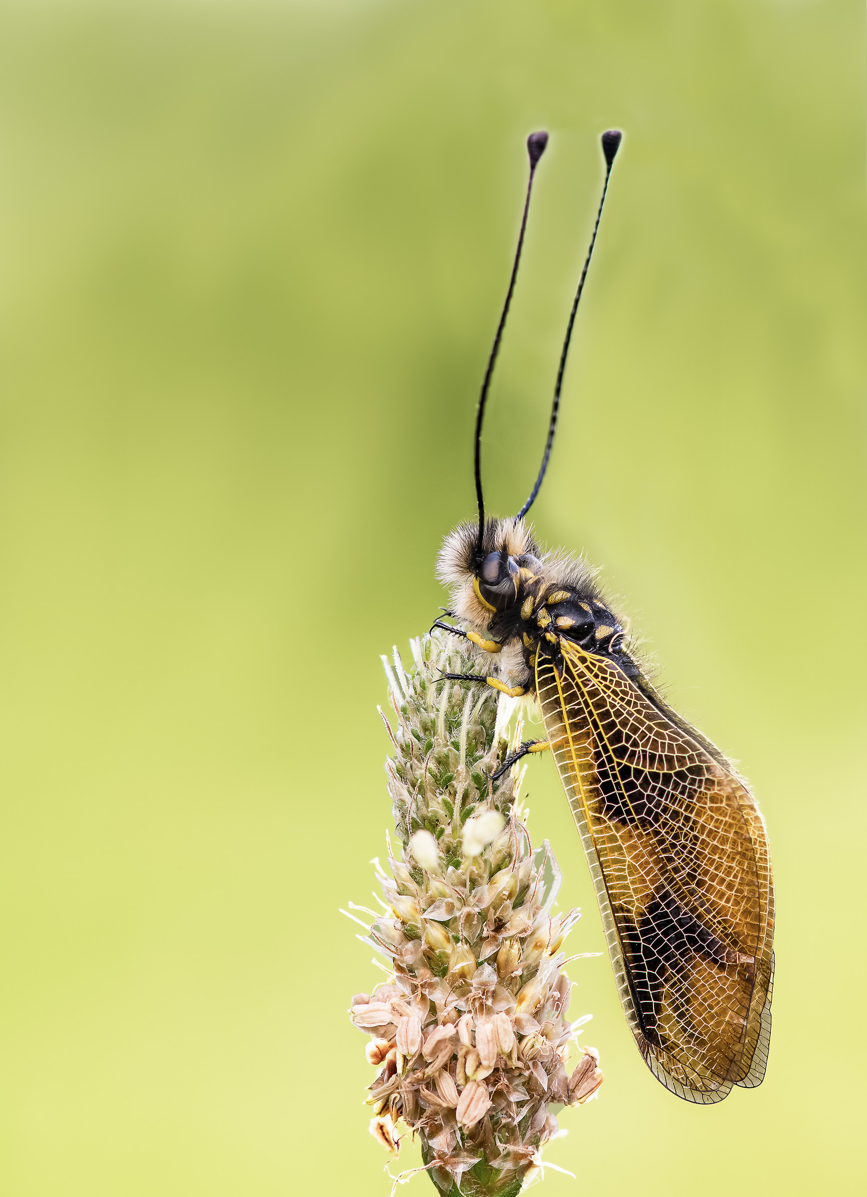 libelloides coccaius prova focus stacking di d850