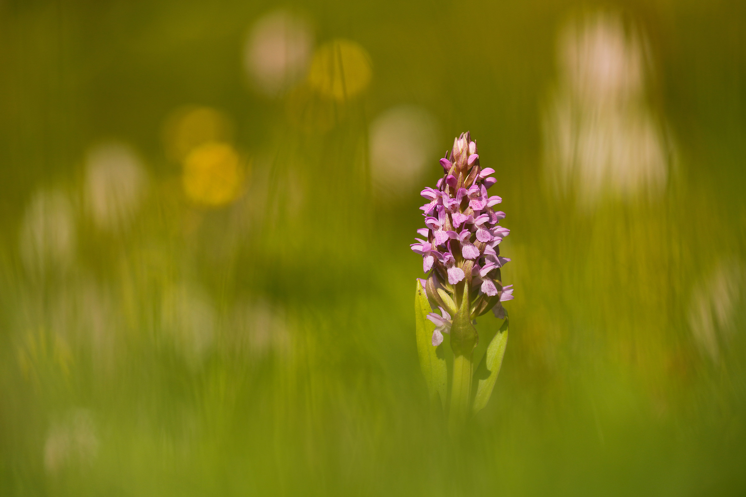 Dactylorhiza incarnata